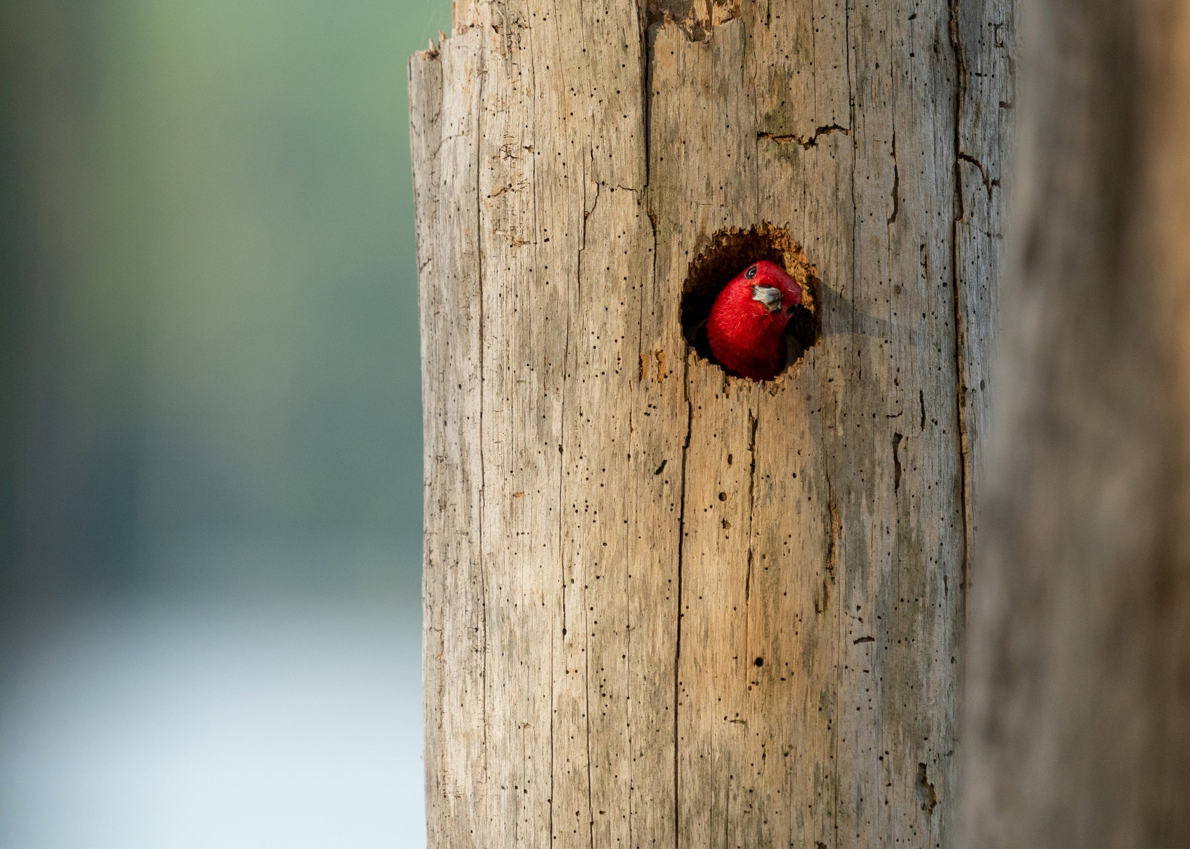 The frame is divided in two, and the left side provides an out-of-focus background. On the right is a barkless light tan snag riddled with insect holes. In the center of the tree is a large hole where a Red-headed Woodpecker peeks out. Its red head—the only visible part of its body—is cocked to the side.