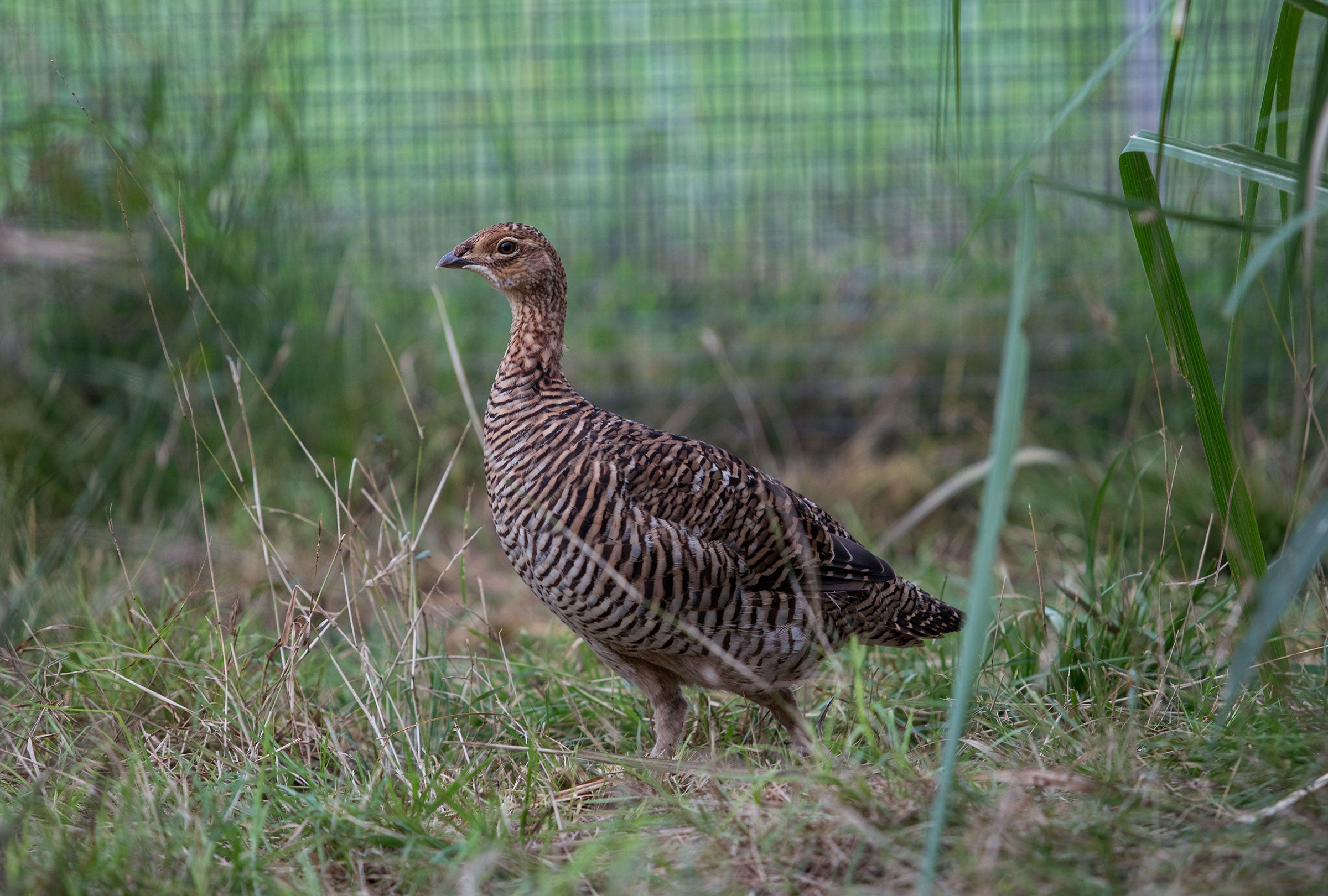 A female Attwater's Prairie-Chicken studies its romantic prospects at the NASA breeding facility this July. Scott Dalton