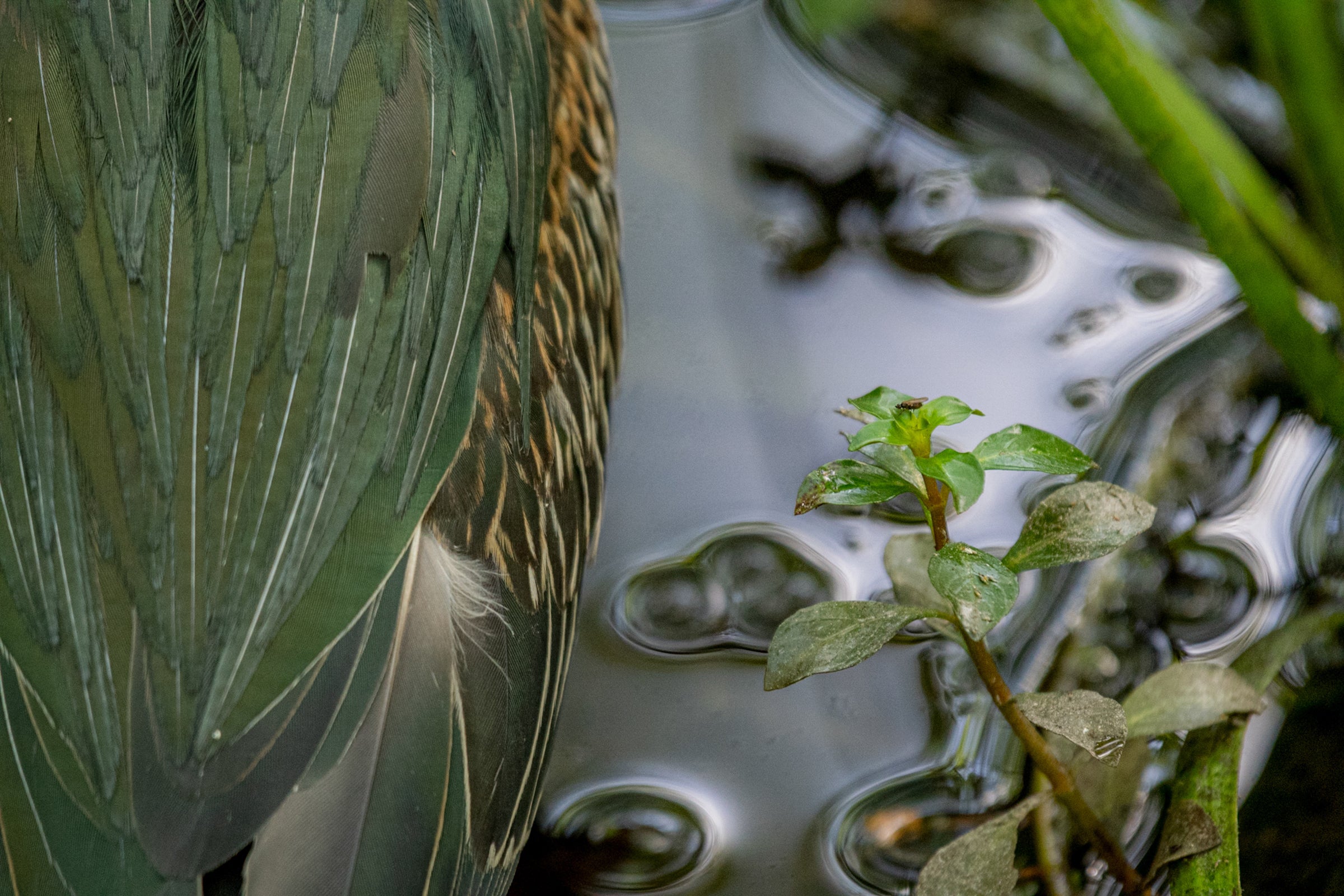 Olive-and-emerald-green feathers fold over each other in a close-up shot of the back of a Green Heron. Only a small section of its body is pictured. Yellow-edged feathers on its side provide depth to the image. Bubbles from the water in which the bird is standing appear as globes, with bright green plants focused in the foreground.
