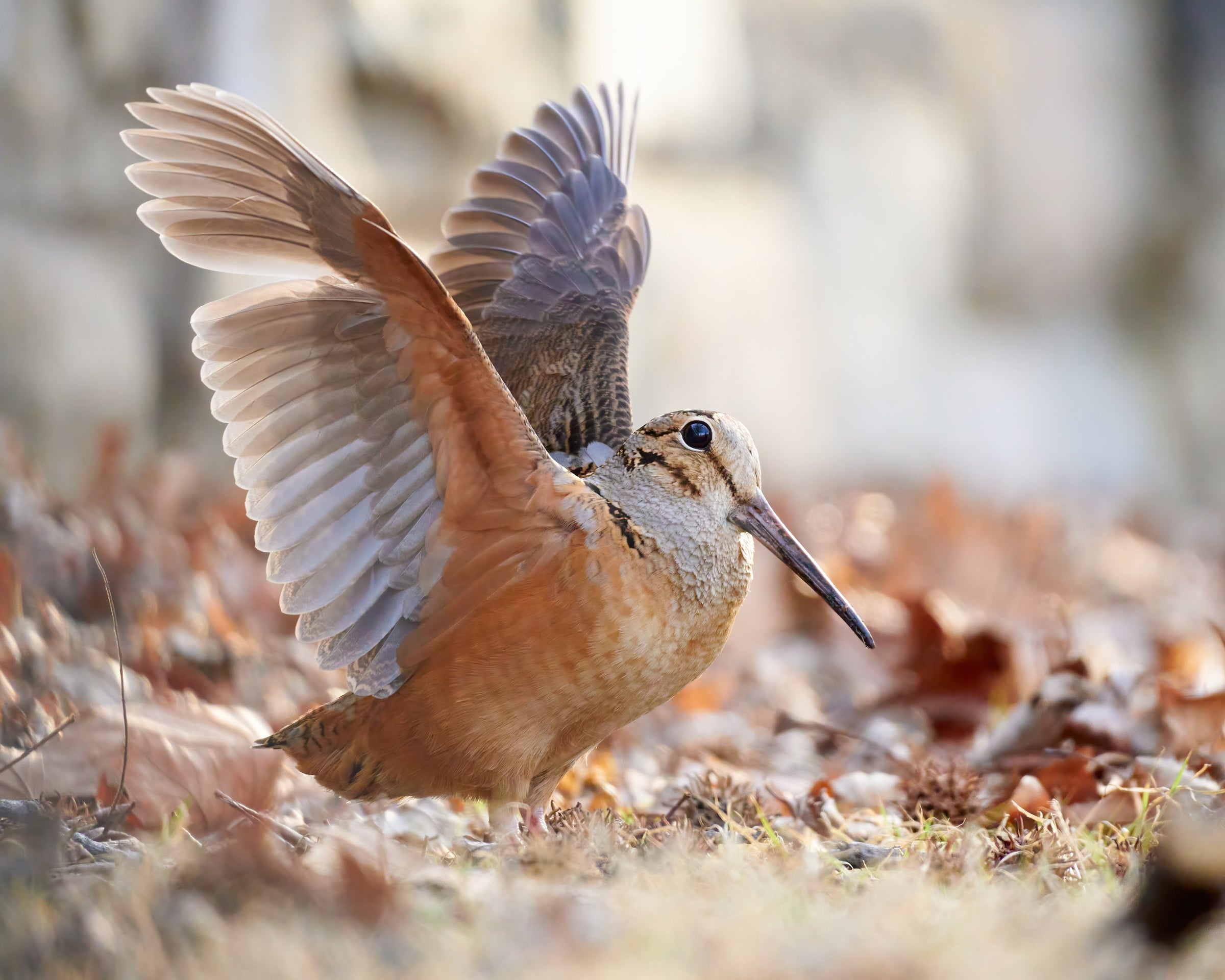 An American Woodcock, its outstretched wings high behind it, stands in brown fallen leaves that reflect its buff color. Its long bill points to the ground in profile, with a blurred stone background lined with dead orange leaves behind it.