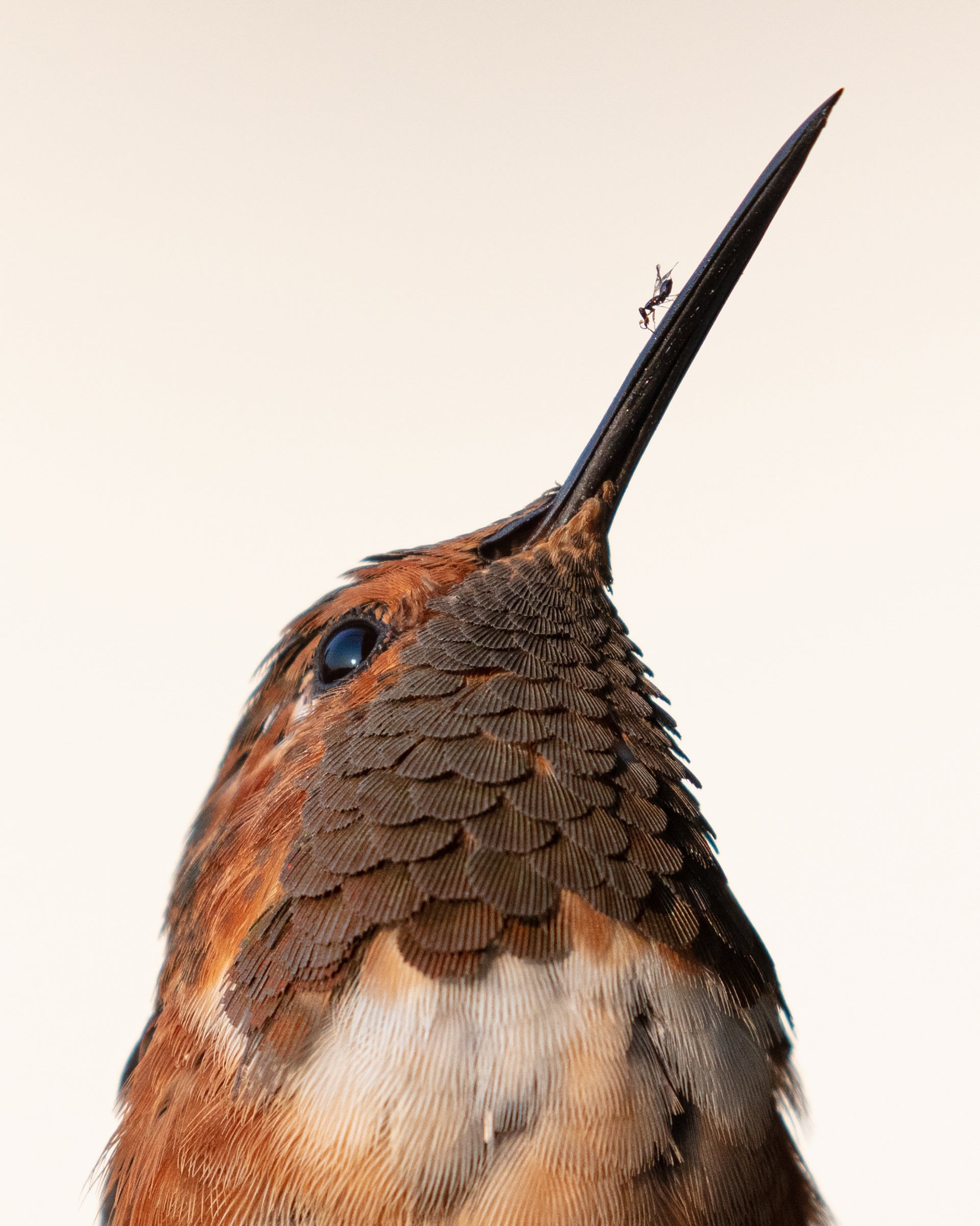An Allen’s Hummingbird looks up, it’s beak like a spear pointing to the upper right-hand corner of the frame. The bird’s brown neck feathers look like striated scallops that lead up to the beak, on which a tiny fig wasp rests. The hummingbird appears to look at its hitchhiker.