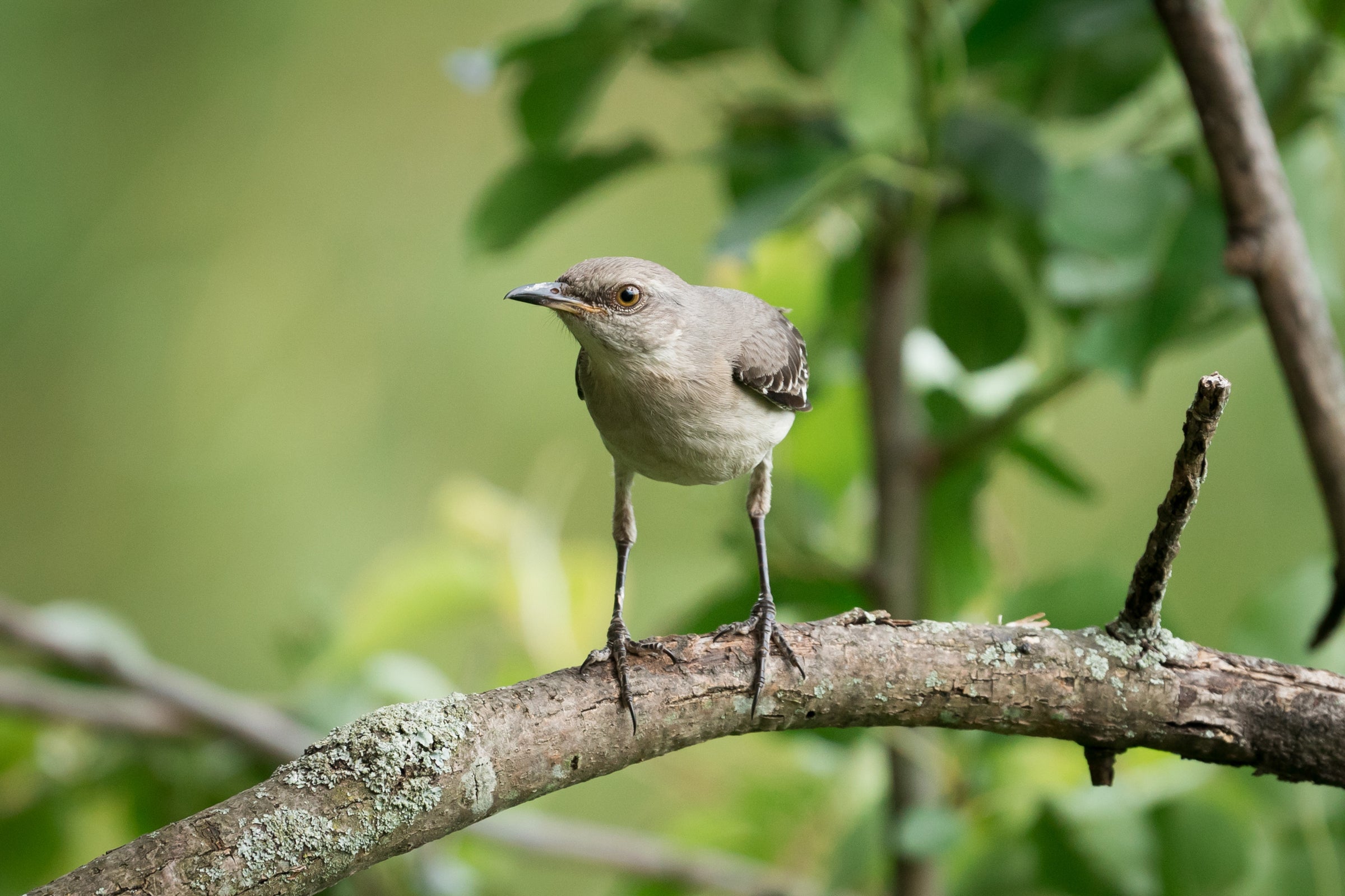 A Northern Mockingbird perches on a small branch of a tree, its legs fully extended. The bird’s body faces the camera with its head turned to the side and one eye staring intently at the lens. The bird’s muted grays and browns helps it to blend in with the tree’s branches, while the surrounding green and yellow foliage provides contrasts.