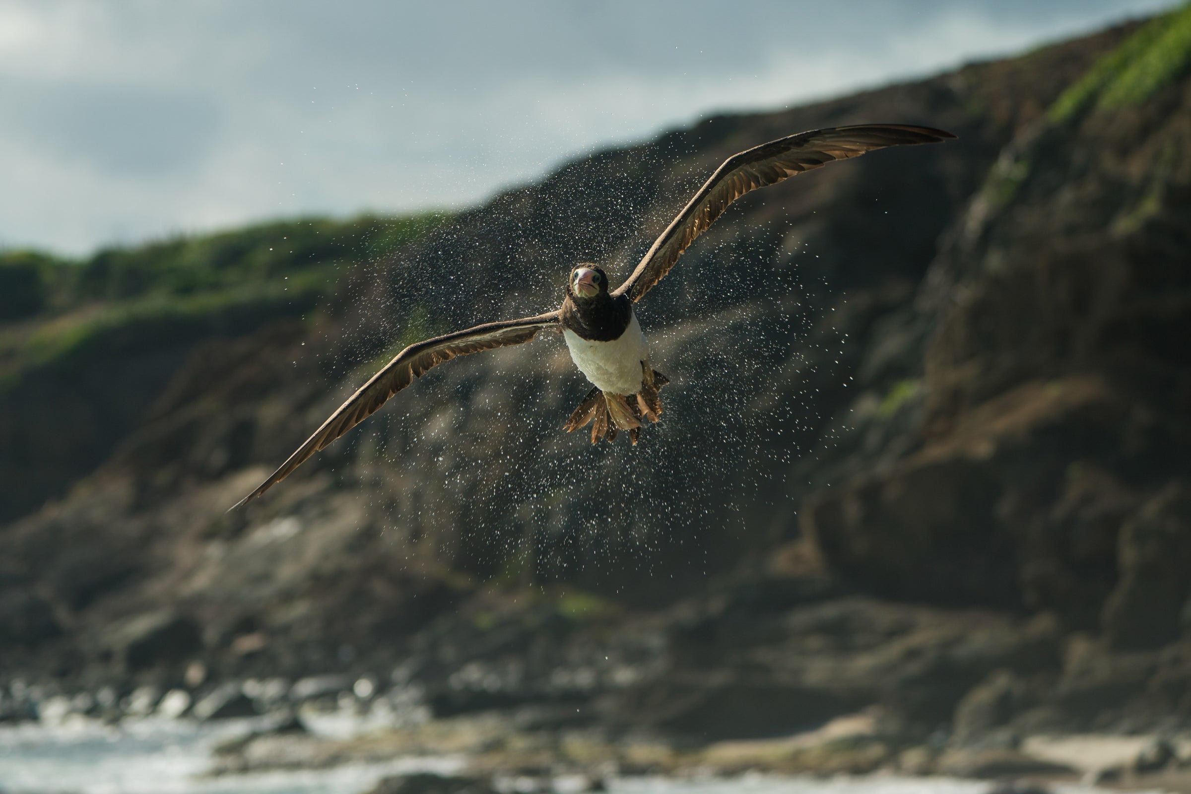 A Brown Booby flies toward the camera over a rocky beach with its wings extended, twisting to shake off water mid-air. Tiny water droplets fly in all directions, creating a halo of shining beads around the bird in flight. In the background, a steep green cliff rises above the sandy rocks and sea foam to meet a partly cloudy sky.