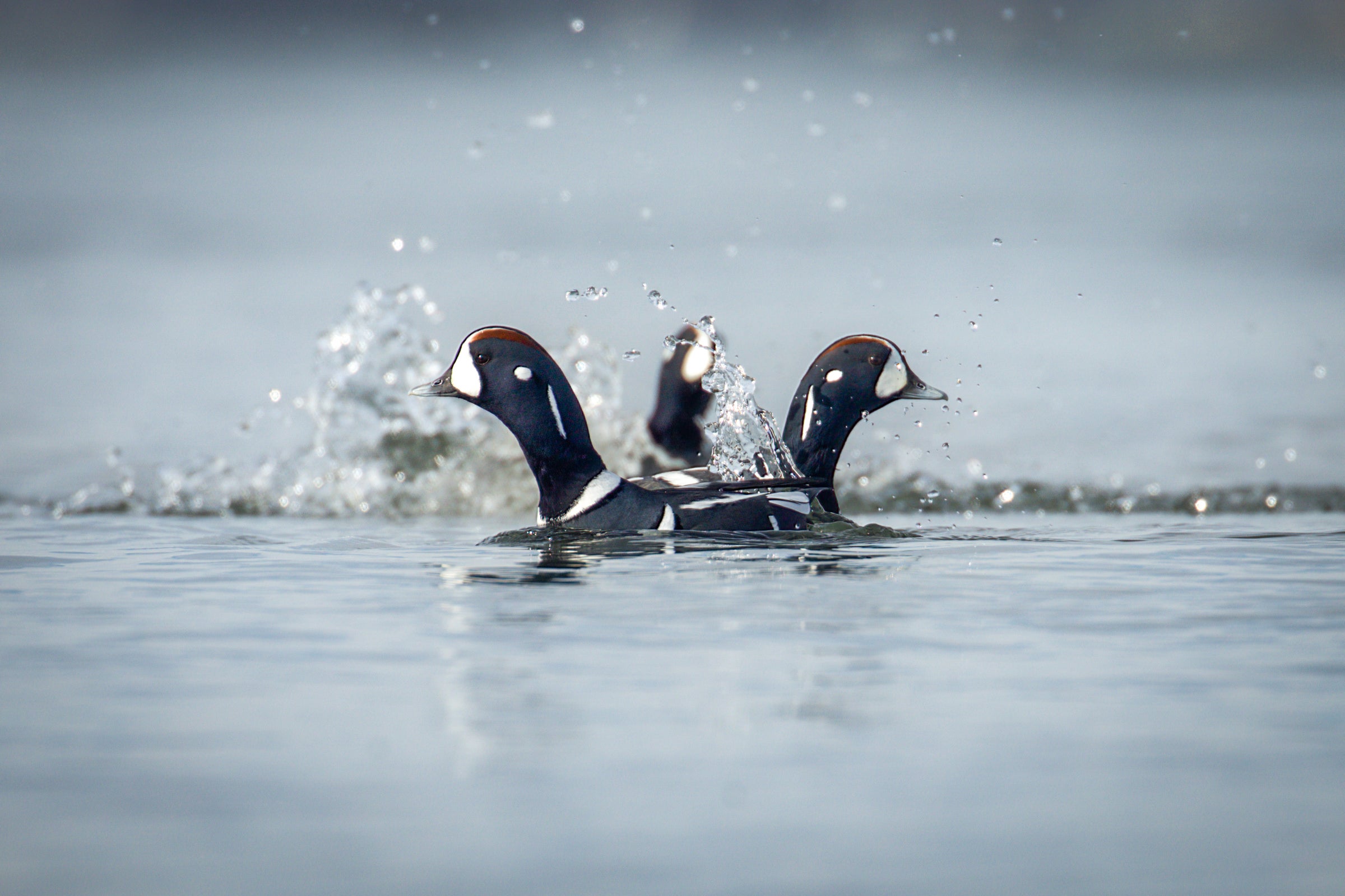 Three Harlequin Duck drakes face outward in opposite directions from a central point at the center of the image. Only their black-and-white heads and necks are visible as a splash is suspended in the air around them.