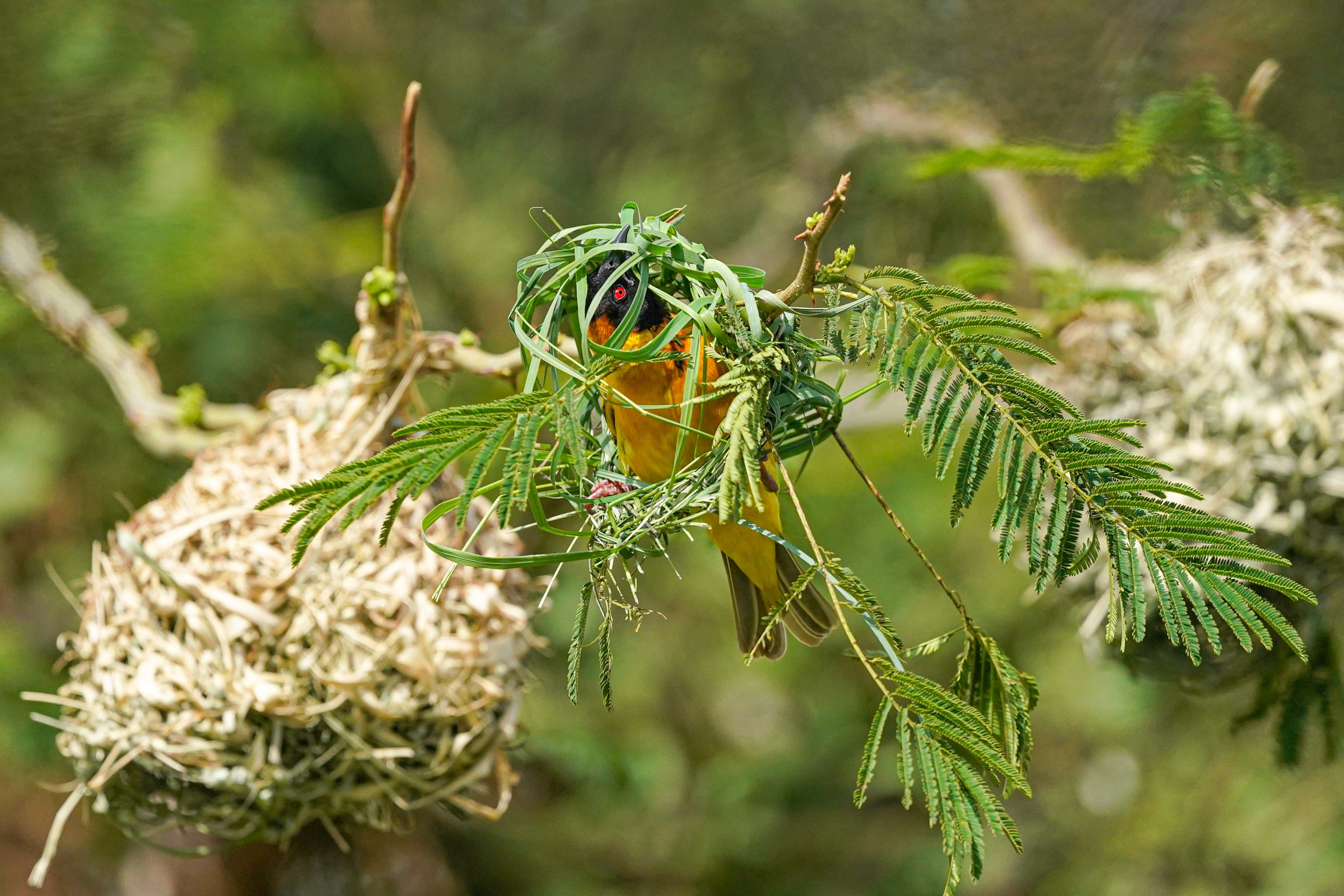 A Village Weaver with a yellow body and black head sits inside of the beginnings of a nest. Green grass folds around the bird, its red eye peeking through two grasses. Behind it are circular finished nests made of grasses hanging from a tree branch. 