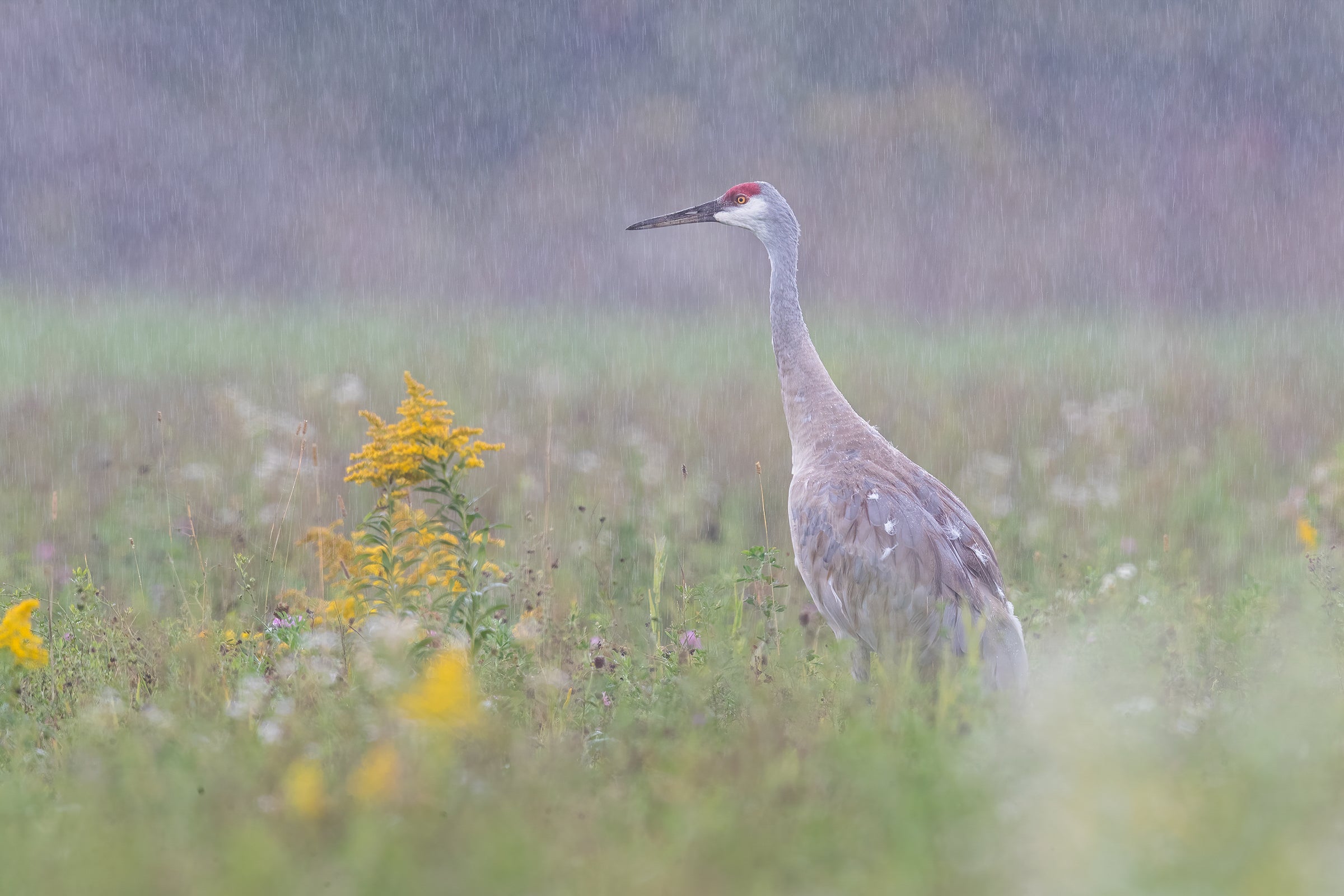 A Sandhill Crane looks out over a field of yellow and white wildflowers in the rain, its yellow eye matching the blooms. The bird’s long neck extends beyond the plants, its red-capped head is turned to the left.