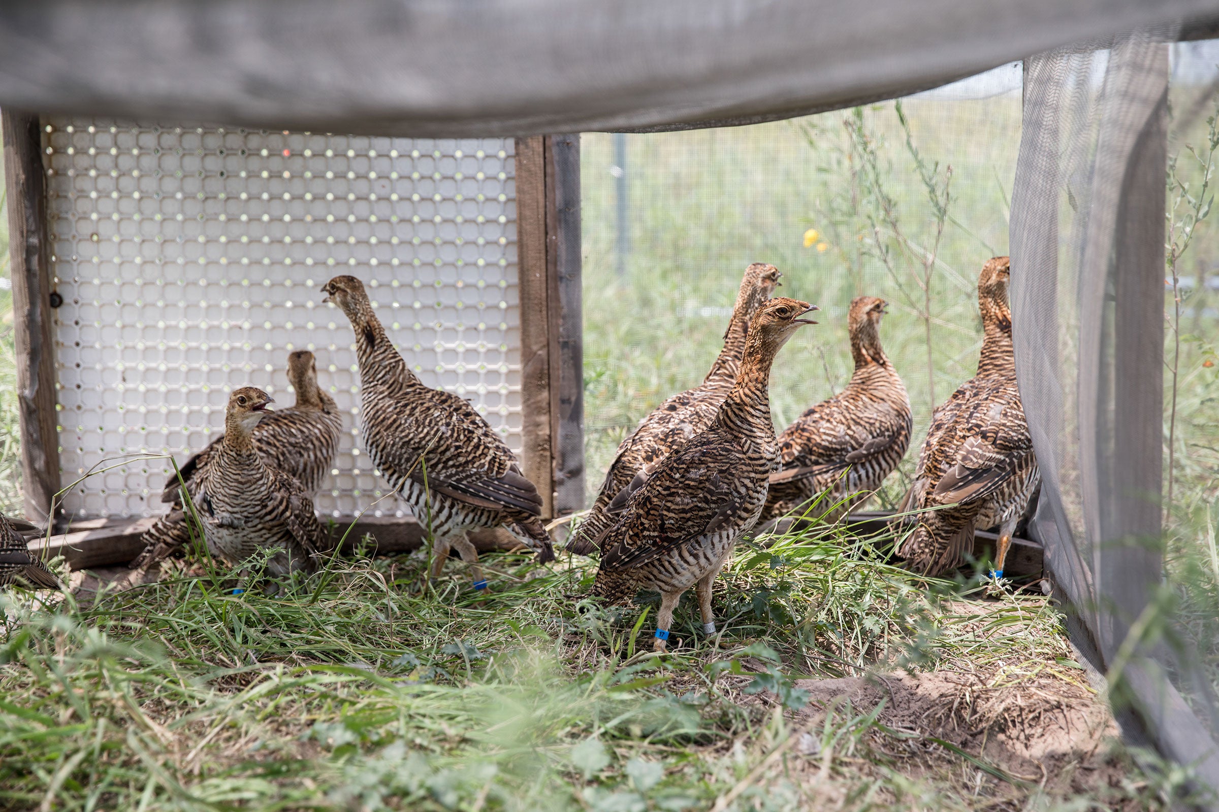 Attwater's Prairie-Chickens in a temporary pen where they will be held for a few weeks before being released into the wild at the wildlife refuge. Scott Dalton
