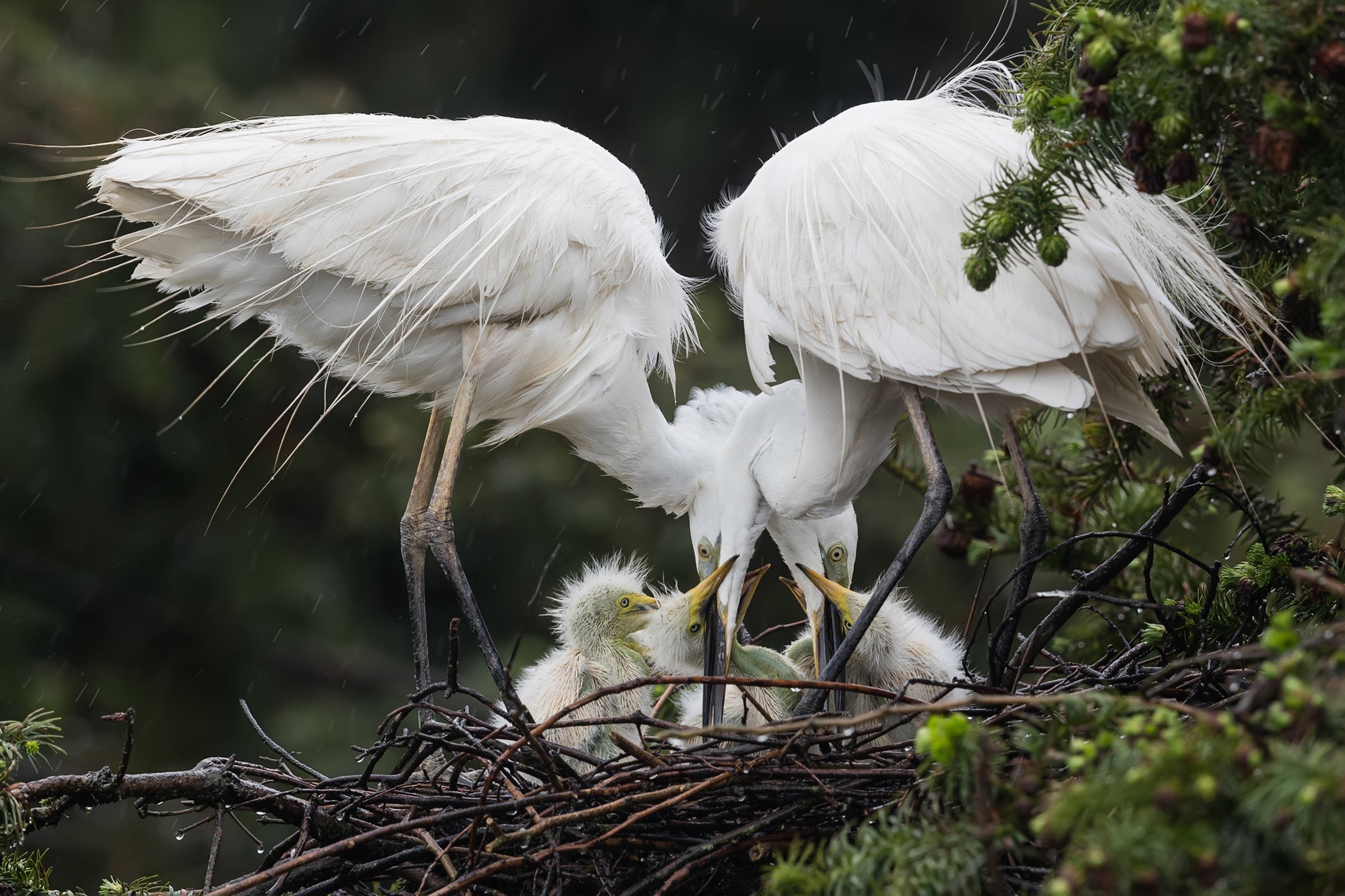 Great Egret parents stand in a nest made of sticks, wispy feathers coming off their backs and their necks crisscrossing as they bend low to feed three fuzzy chicks. Two of the chicks raise their yellow bills up to receive a regurgitated meal from a parent.