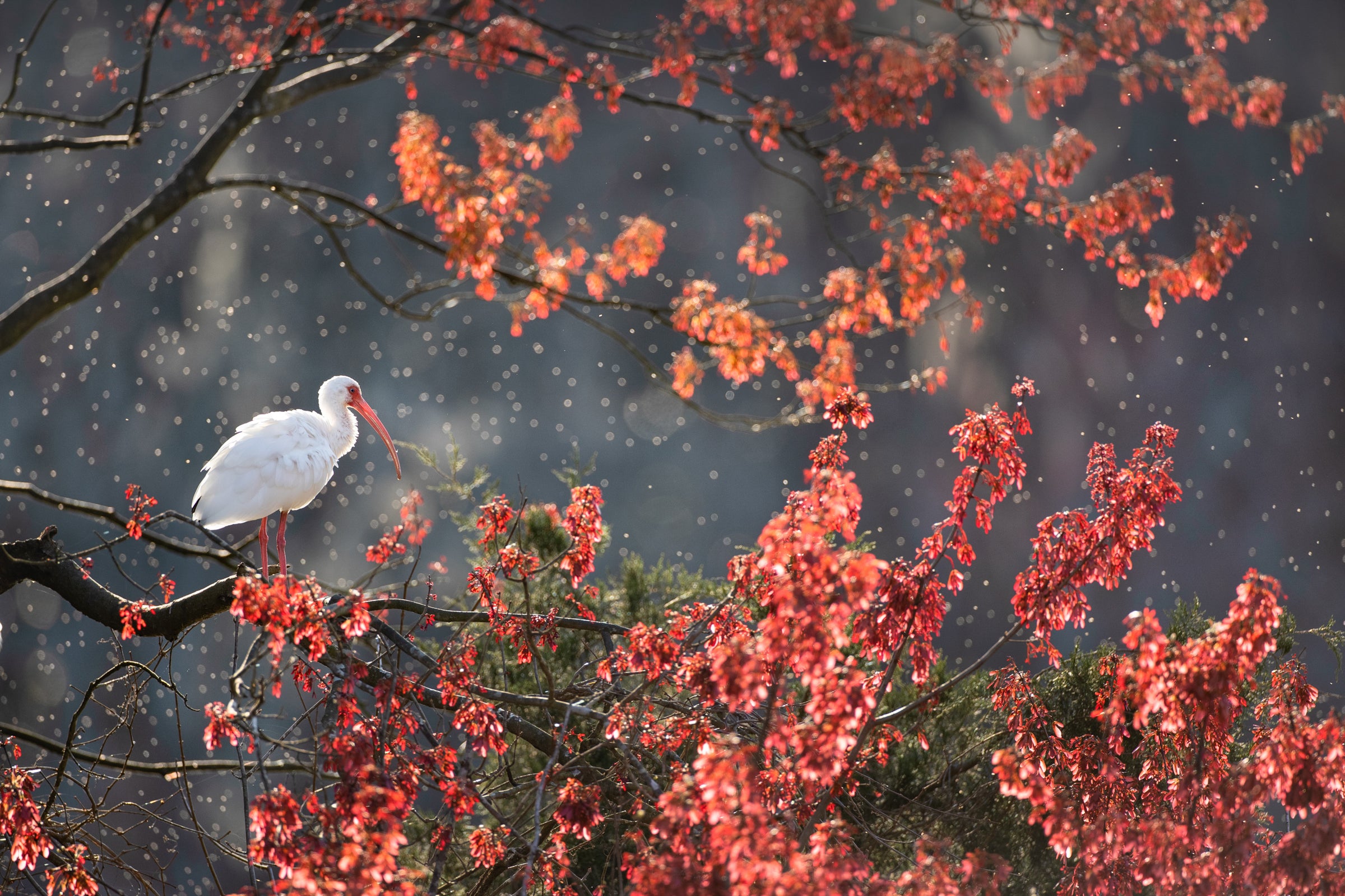 A White Ibis, brilliant white with just a touch of black on the wingtips, stands on a maple tree branch, its bright red legs and bill matching the red leaves. Thousands of tiny flying insects backlit by the late afternoon sun fill the frame like snow.