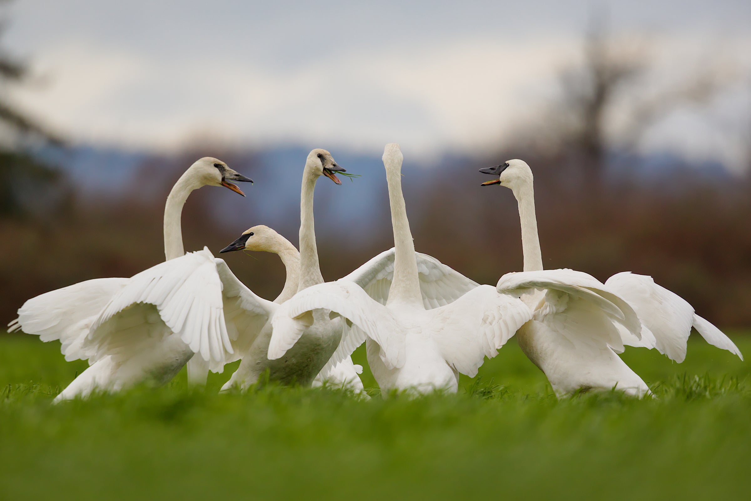 A group of five snowy white Trumpeter Swans stand in a circle in a lush green field. Necks erect, beaks agape, and wings open, they face each other as if around a dinner table. Several haven't even finished their last mouthful of grass.