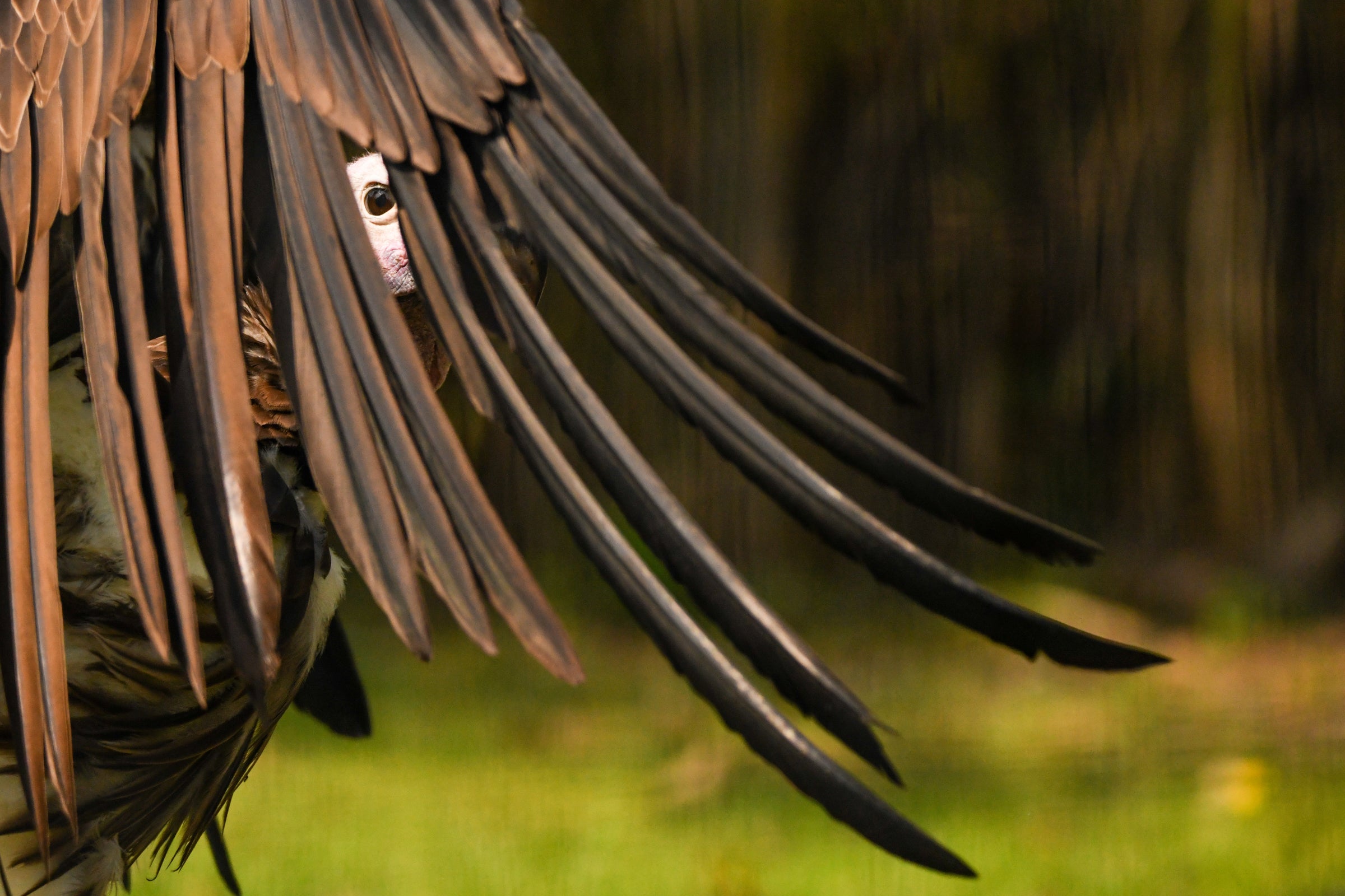 A Lappet-faced Vulture holds up one wing in front of its pink head, one eye looking at the camera through a slit in the long wing feathers extending down.