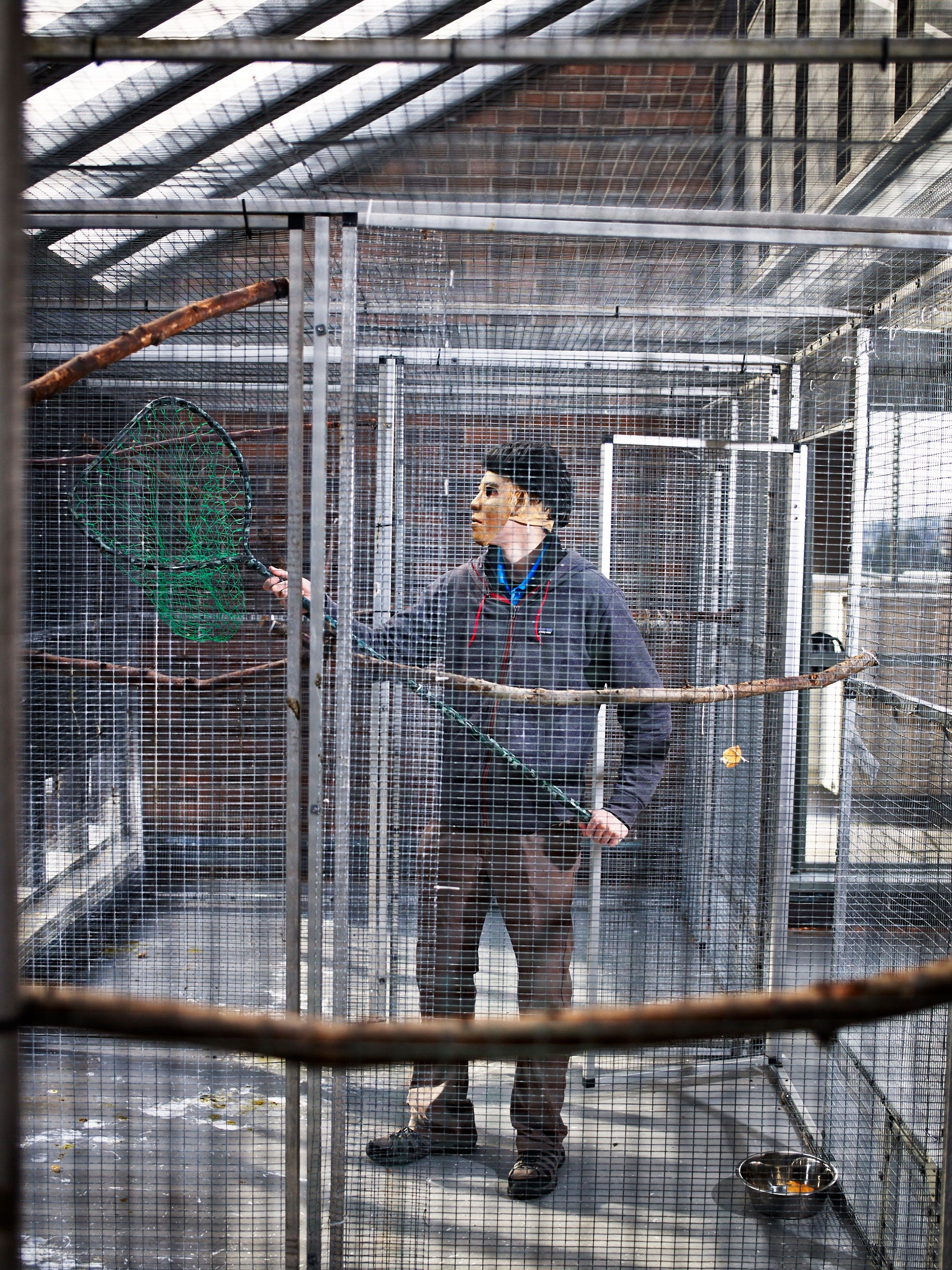 Grad student Loma Pendergraft wears a mask while catching a crow at an aviary at the University of Washington before preparing it for release. The bird and its mates have been at the facility for about two months. Andy Reynolds