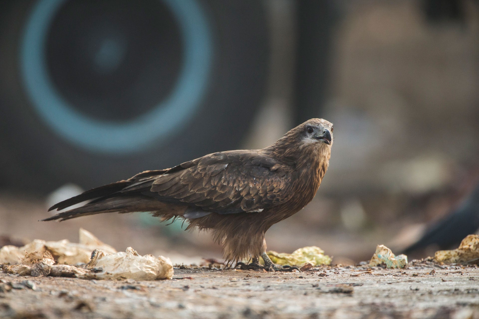 In India, Two Brothers Are Saving Black Kites from a Surprising Foe
