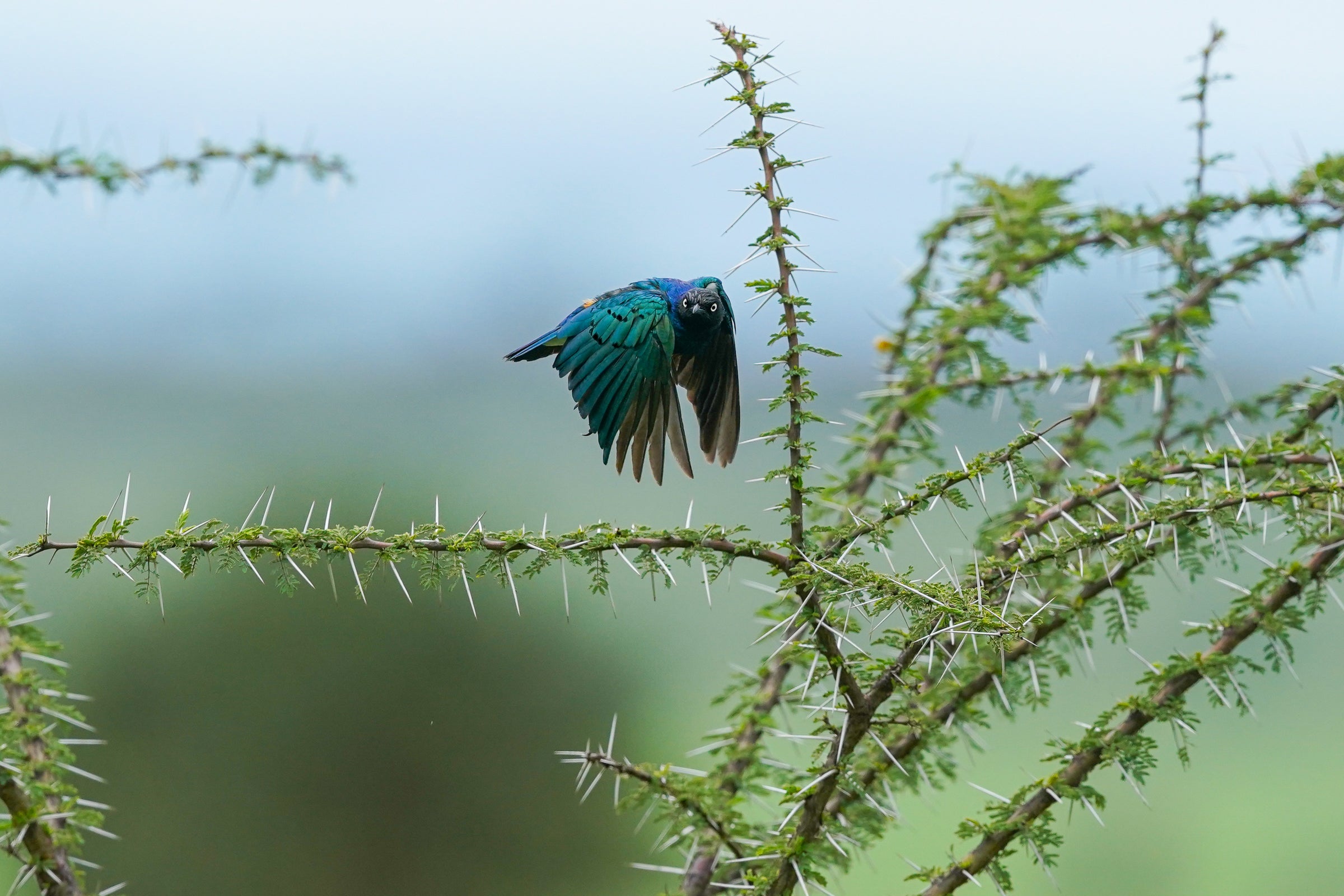 A bluish-green Superb Starling flies in the air between the green branches of an acacia tree. The tree’s spindly branches extend to the upper edges of the frame and have long white spikes. The bird’s eyes are pale yellow, and its head is turned to the right as if it were watching someone or something.