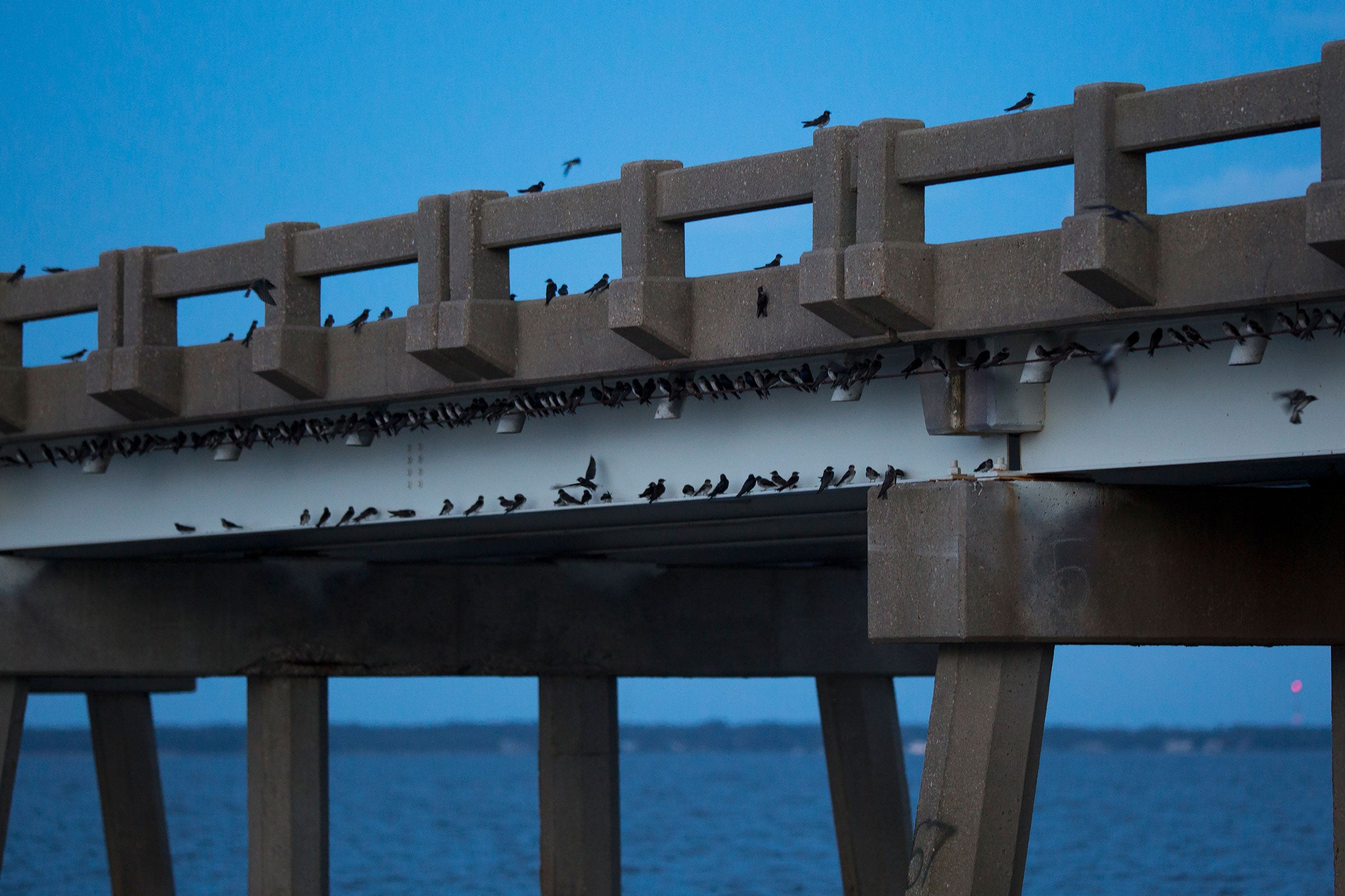 Purple Martins perch on the bridge. Birds of all ages assemble in roosts like this one before fall departure, some topping 100,000 or more individuals. Eamon Queeney