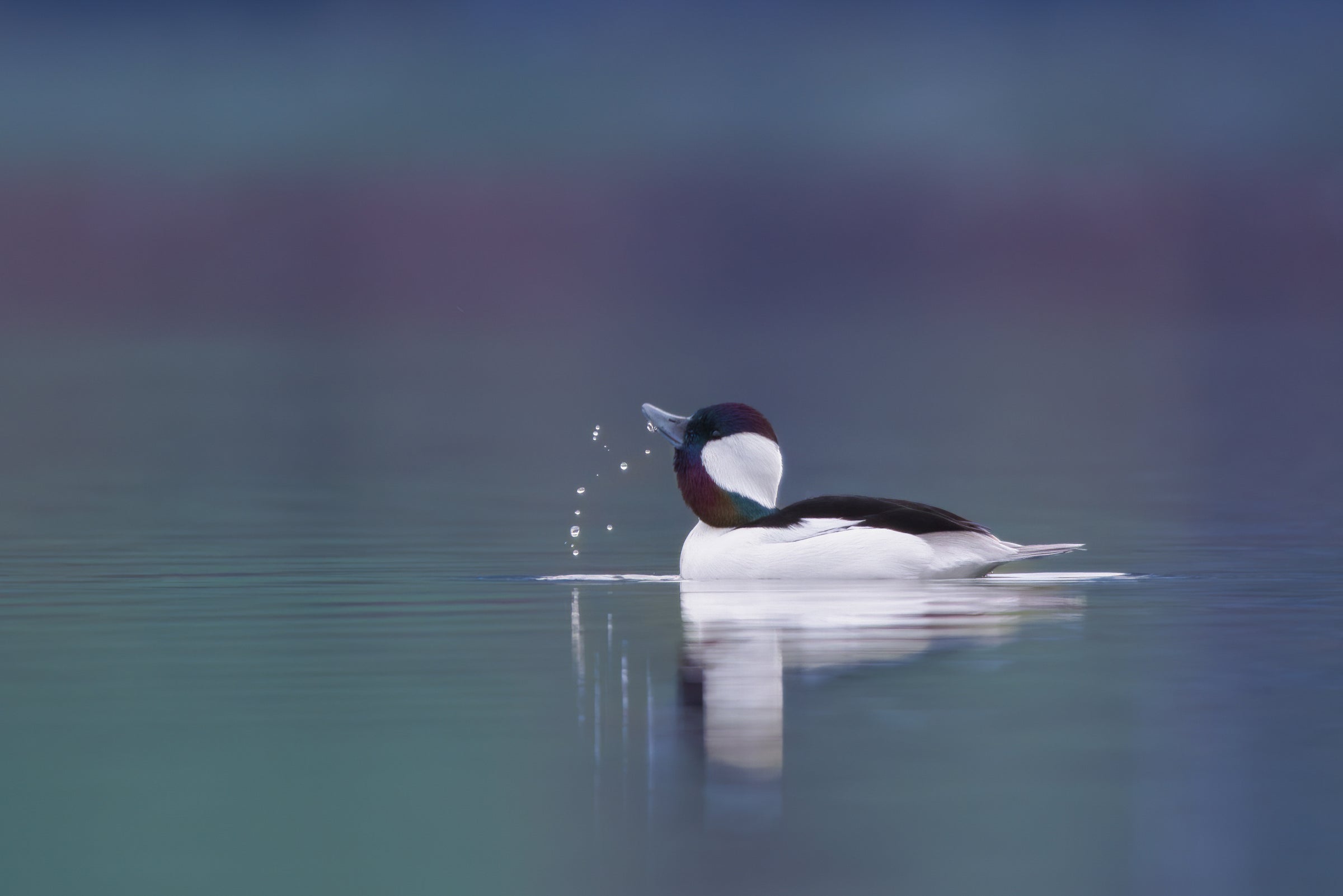 A male Bufflehead sits in still water, his head tilted upwards. Water droplets fall from his bill, and his body is reflected in the water. Purple and yellow shades are blurred in the background. 