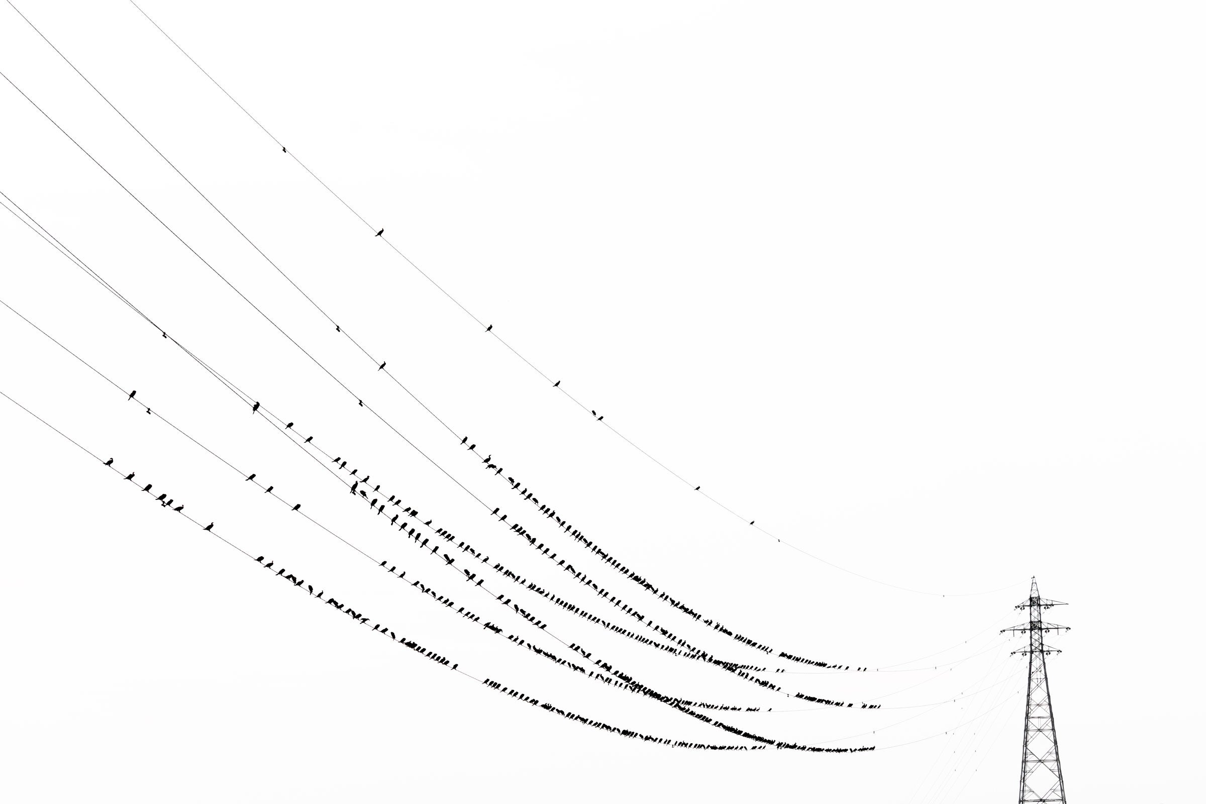 Japan's Cormorant Problem Is Beautifully Captured in These Eerie Photos Audubon