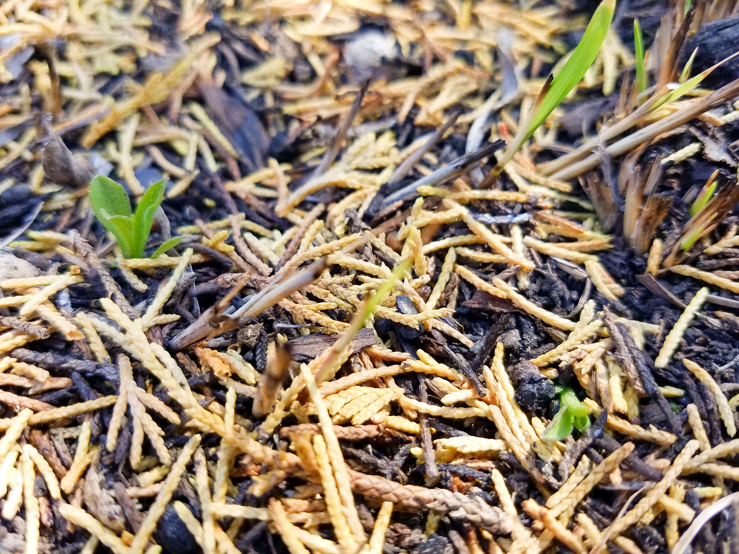 A detailed shot of new growth emerging from the ground postfire. A detailed shot of green new growth emerging from the ground.
