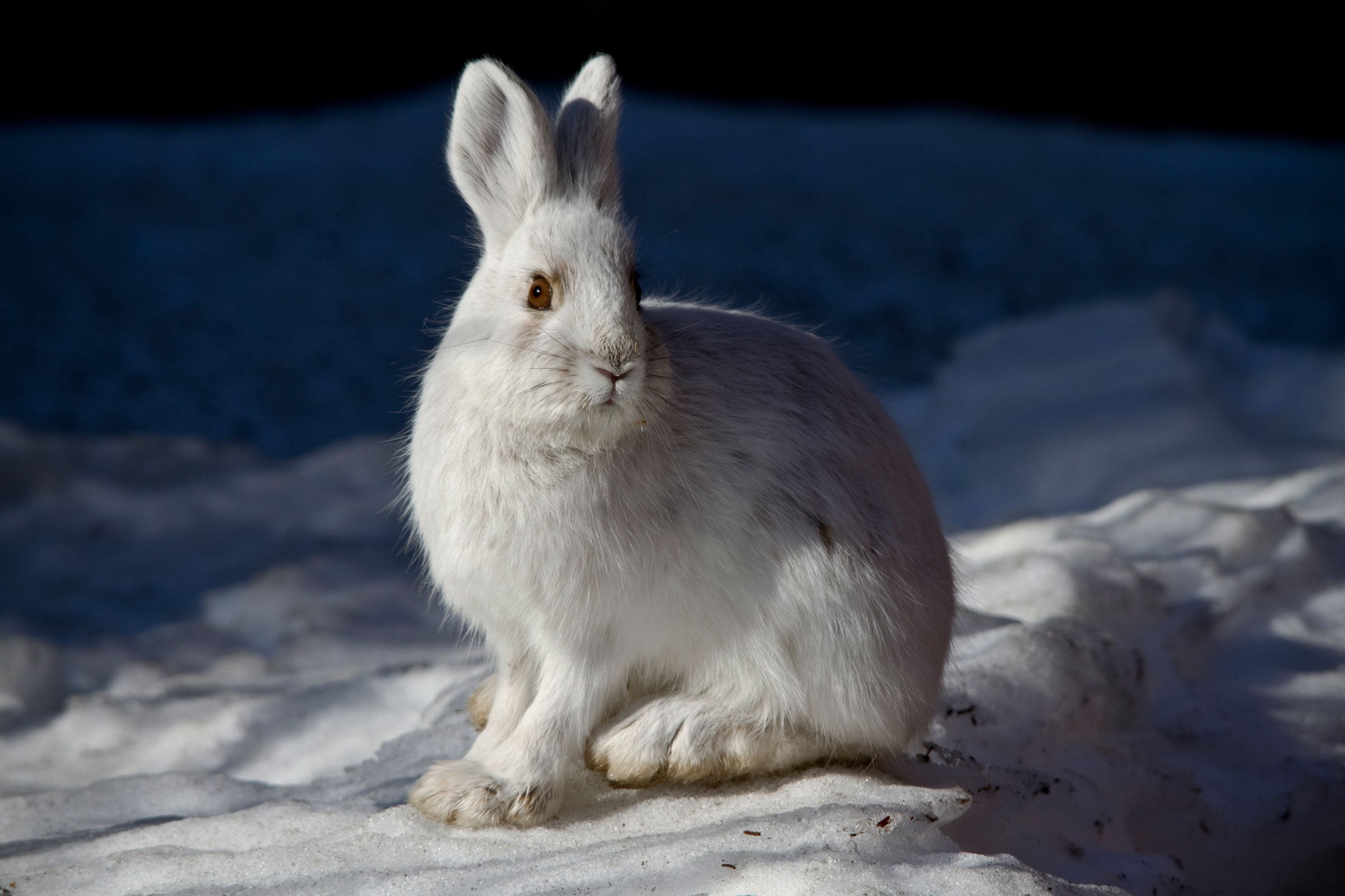 The ebb and flow of Goshawk irruptions could be tied to Snowshoe Hare population booms in Canada, but no definitive connection has been made yet. Jacob W. Frank/NPS Photo