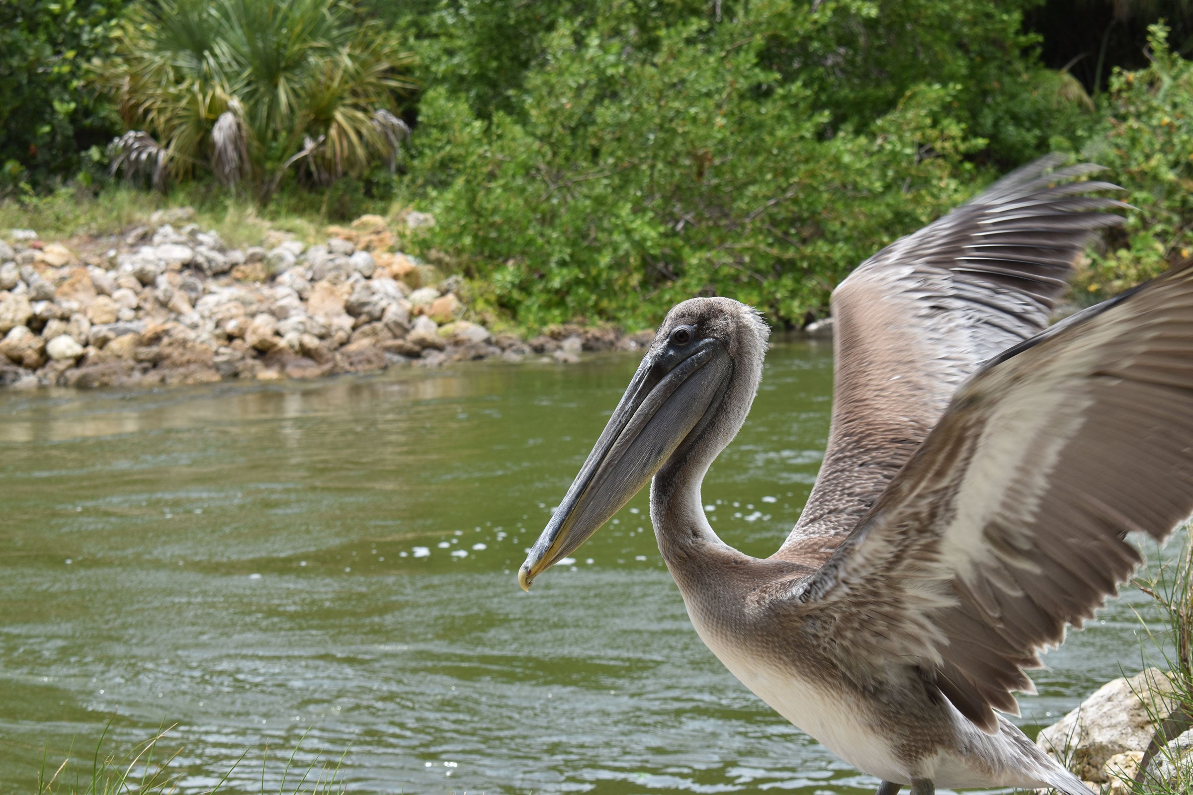 A recently released Brown Pelican stretches its wings after recovering from red tide poisoning at the Clinic for the Rehabilitation of Wildlife (CROW) on Sanibel Island. Brian Bohlman/CROW