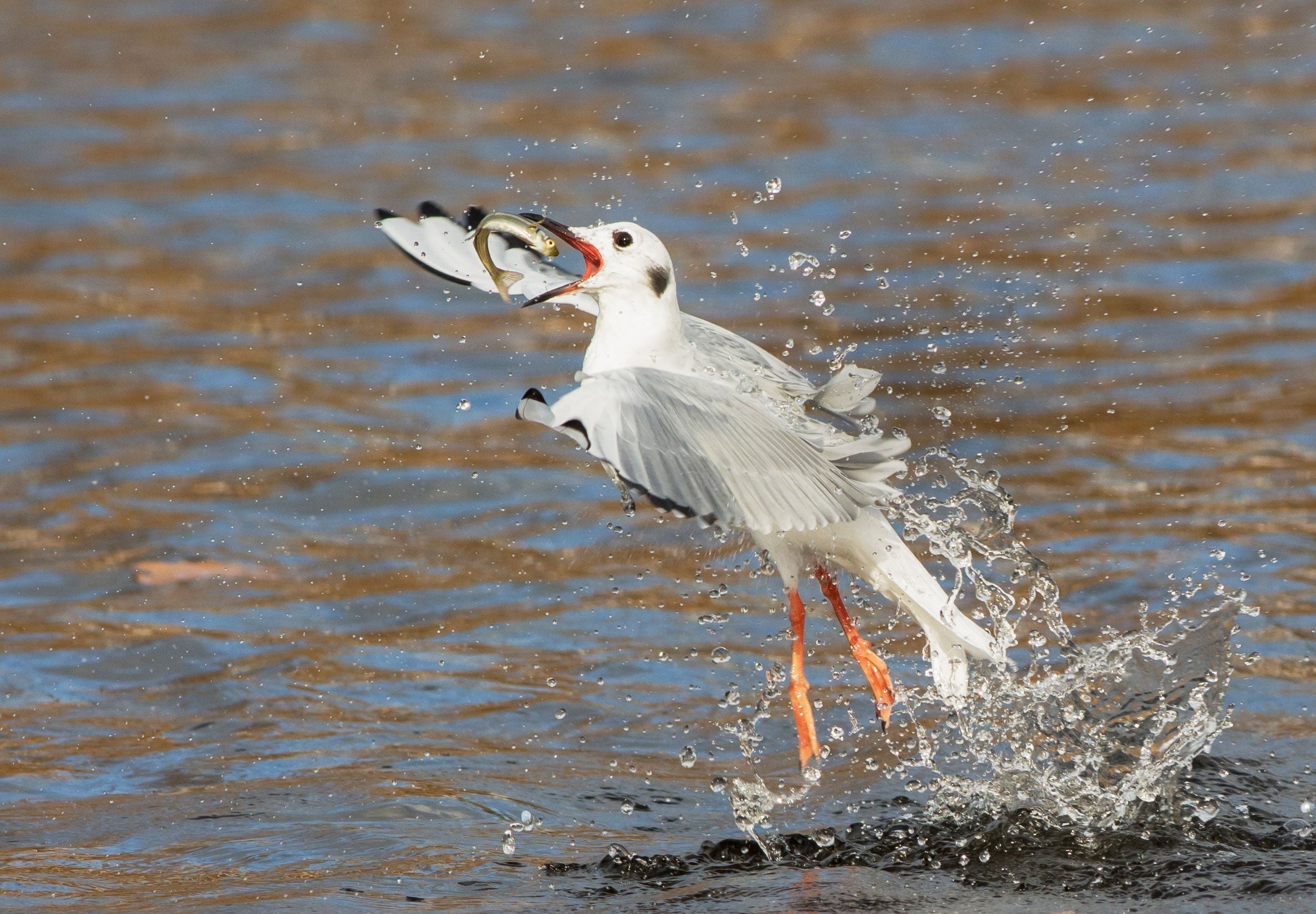Bonaparte's Gull. Peggy Scanlan/Audubon Photography Awards