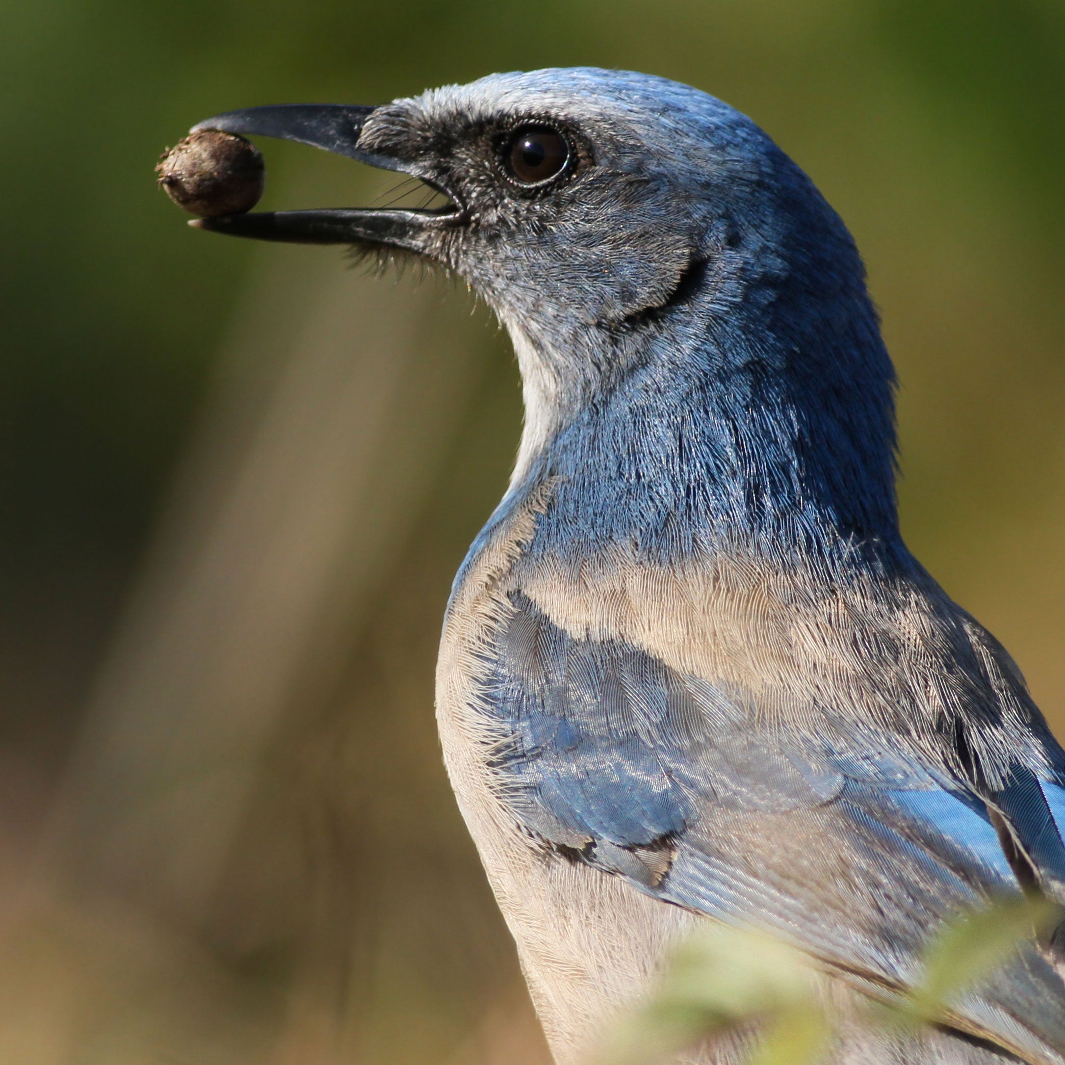 Florida Scrub-Jay eating an acorn. Sean Hollowell/Audubon Photography Awards