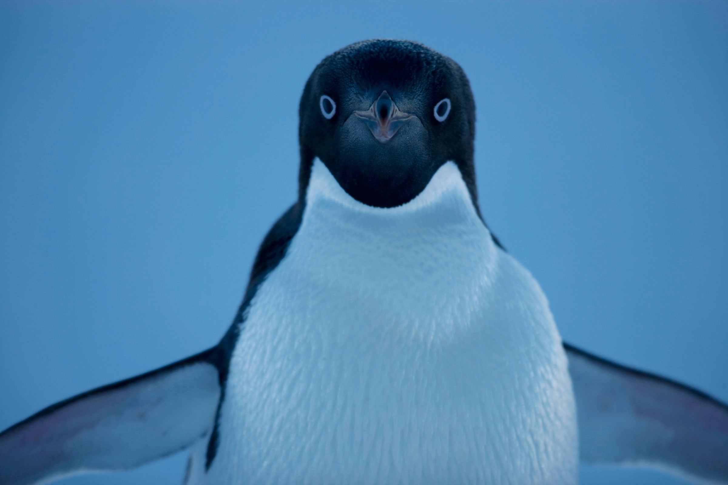 Adelie Penguin. Ross Sea, Antarctica. John Weller