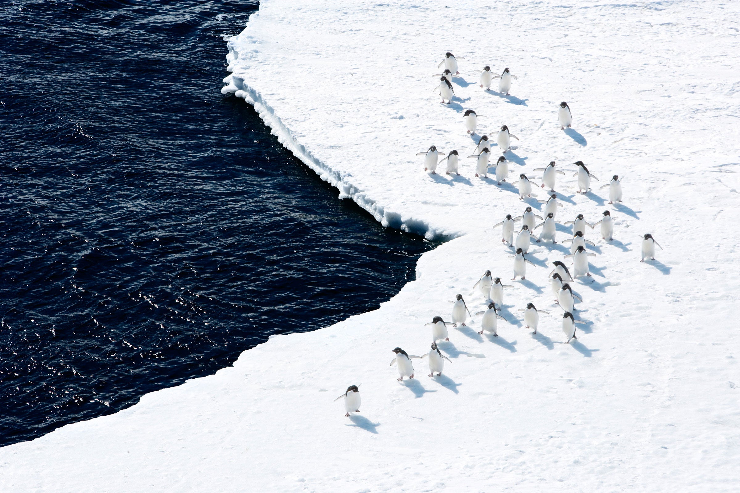 Adelie Penguins on the ice edge. Ross Sea, Antarctica. John Weller