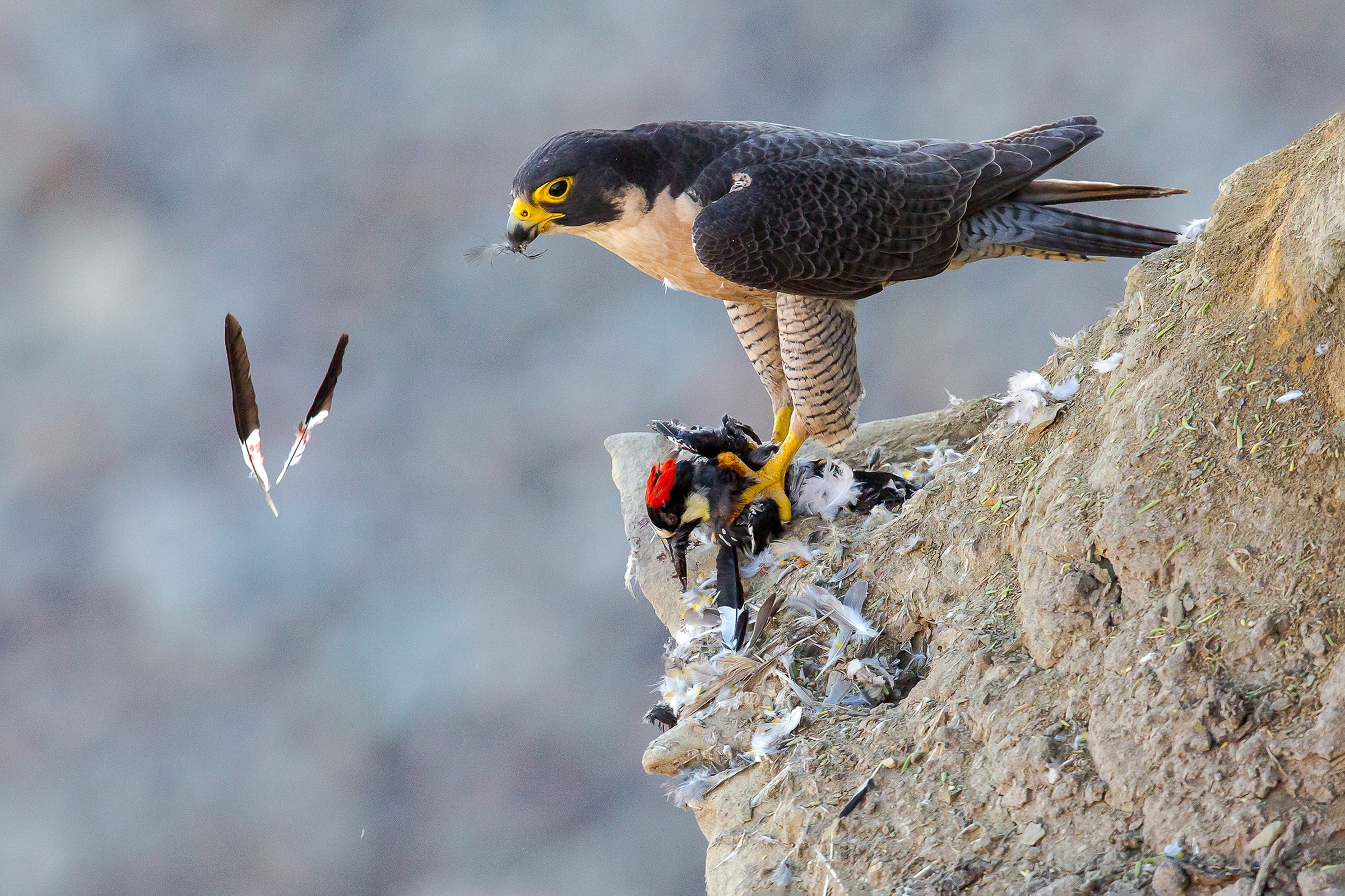 Atop a rocky cliff littered with feathers, a Peregrine Falcon stands with a red-crested Acorn Woodpecker in its bloodied talons. The tan and dark gray Falcon holds a feather in its beak as two other feathers, black at the top and white with blood stains at the bottom, float, crossing in midair.