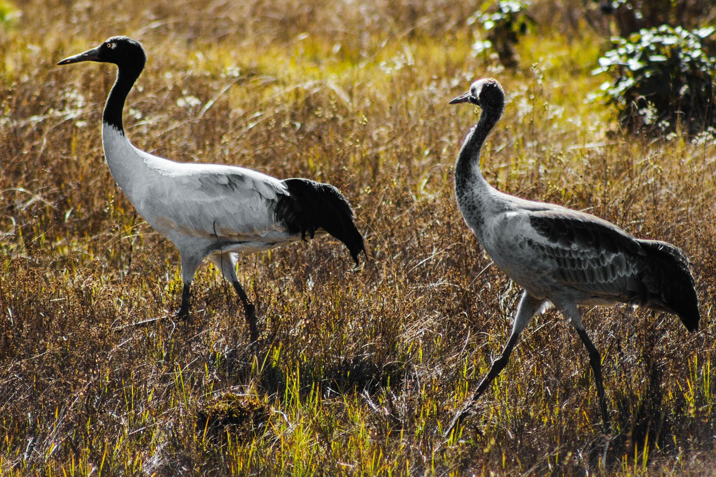 One adult and one juvenile Black-necked Crane in Phobjikha Valley. The juveniles are grayer in color. Ambika Singh