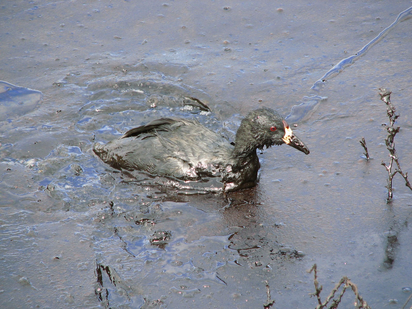 American Coot. Pedro Ramirez Jr./USFWS