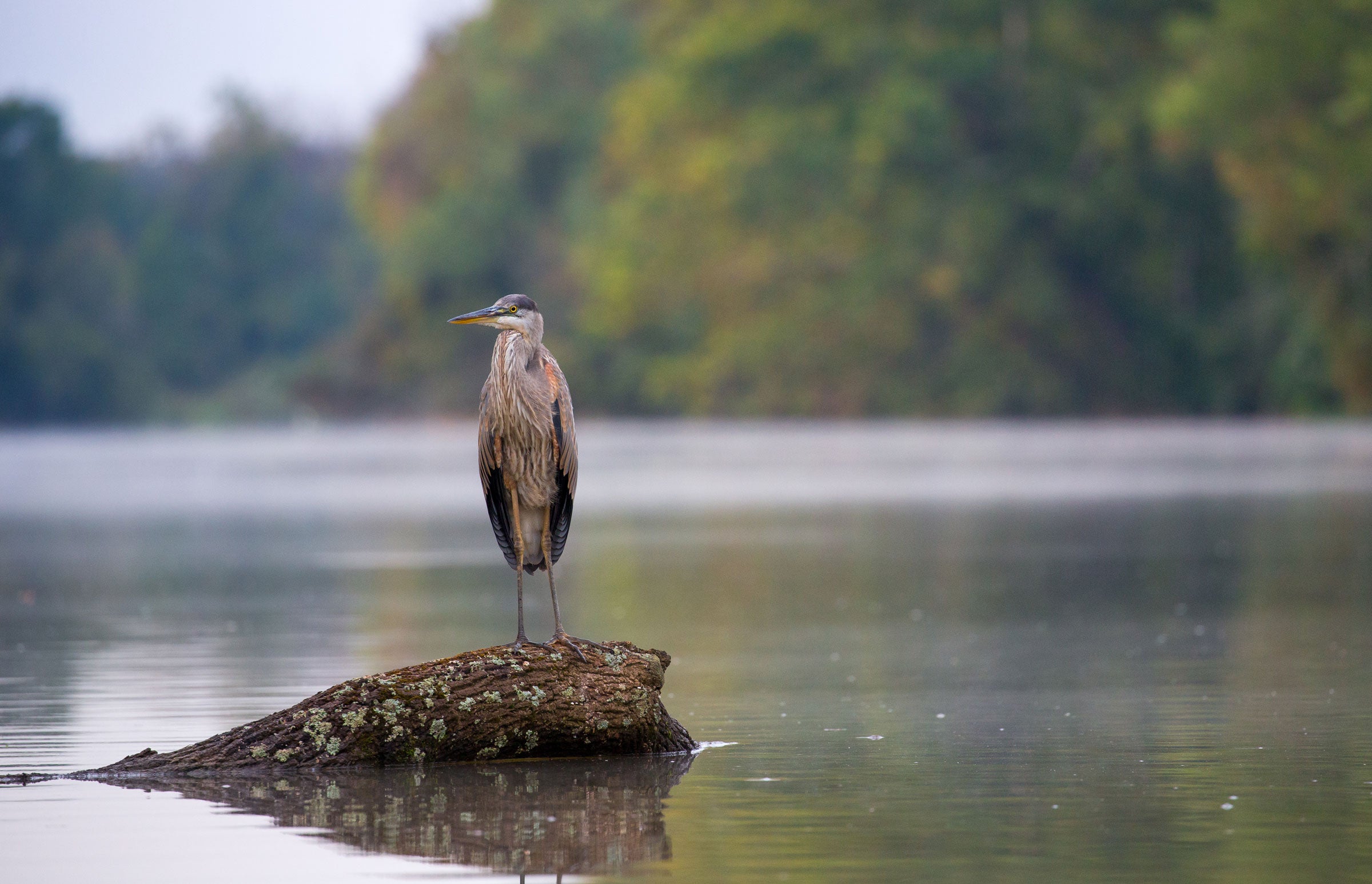 Last year, the EPA reached a settlement with a Virginia electric utility to reduce pollution to the Anacostia River, pictured here. Krista Schlyer
