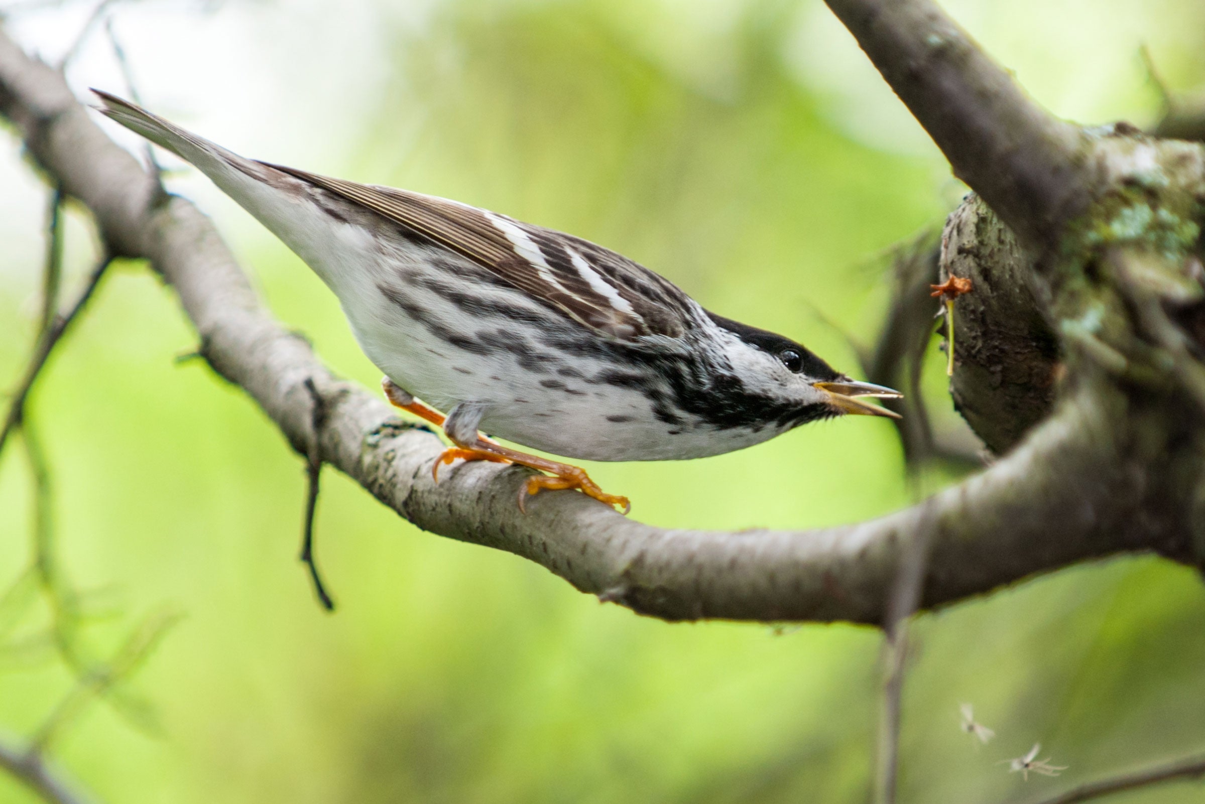 Blackpoll Warbler. Owen Deutsch/Audubon Photography Awards