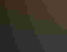 Great Egret. Erin Smith/̽»¨¾«Ñ¡ Photography Awards