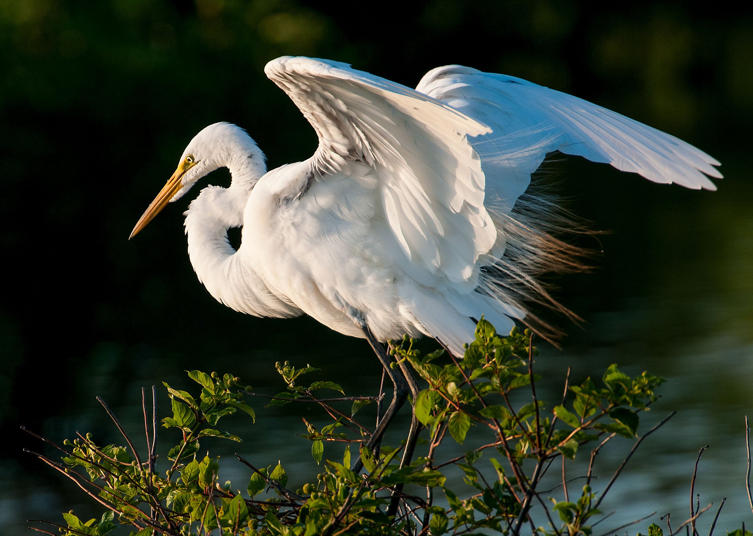Great Egret. Patricia McGuire/���Ĵ�ý Photography Awards