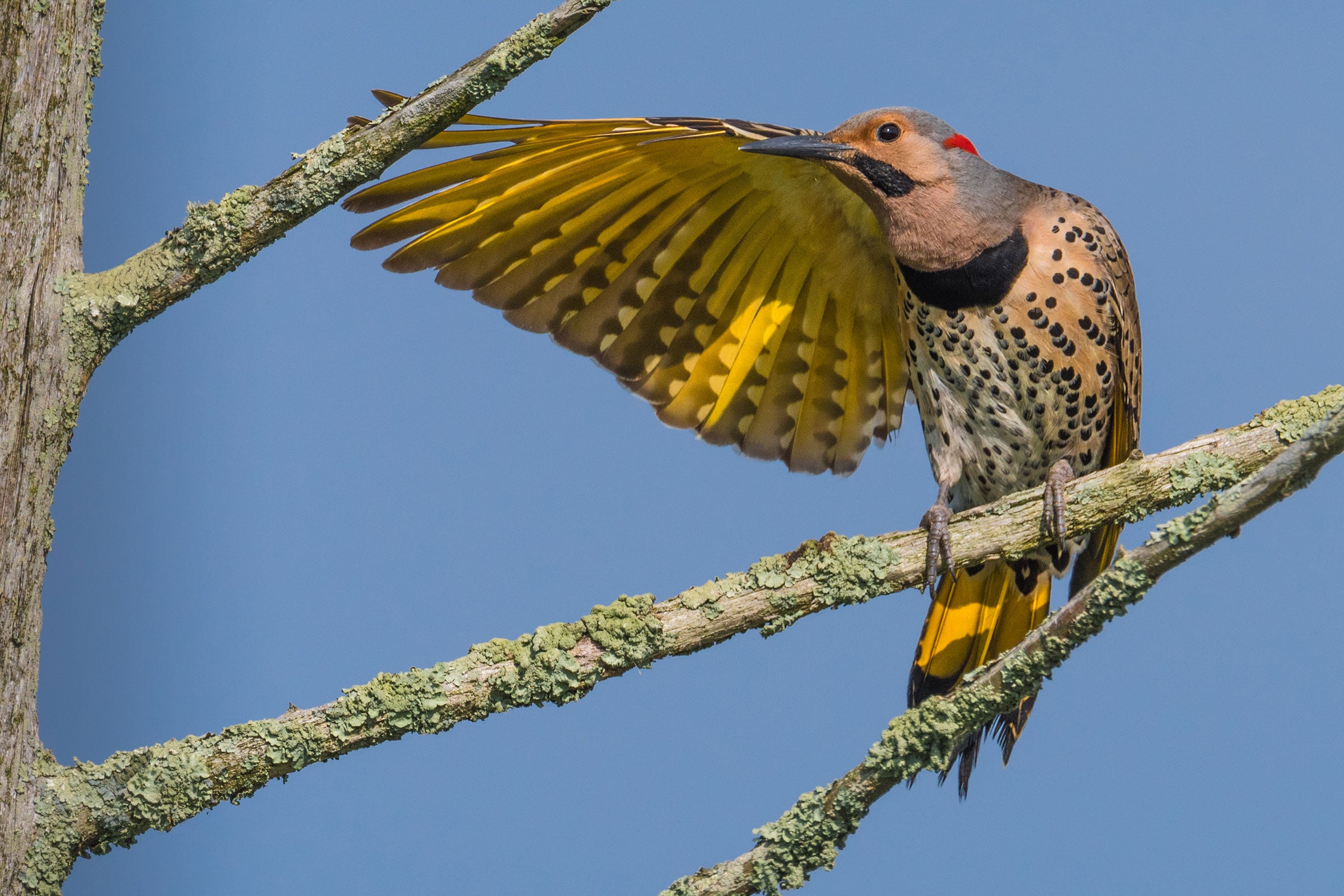 Northern Flicker. Sheen Watkins/���Ĵ�ý Photography Awards