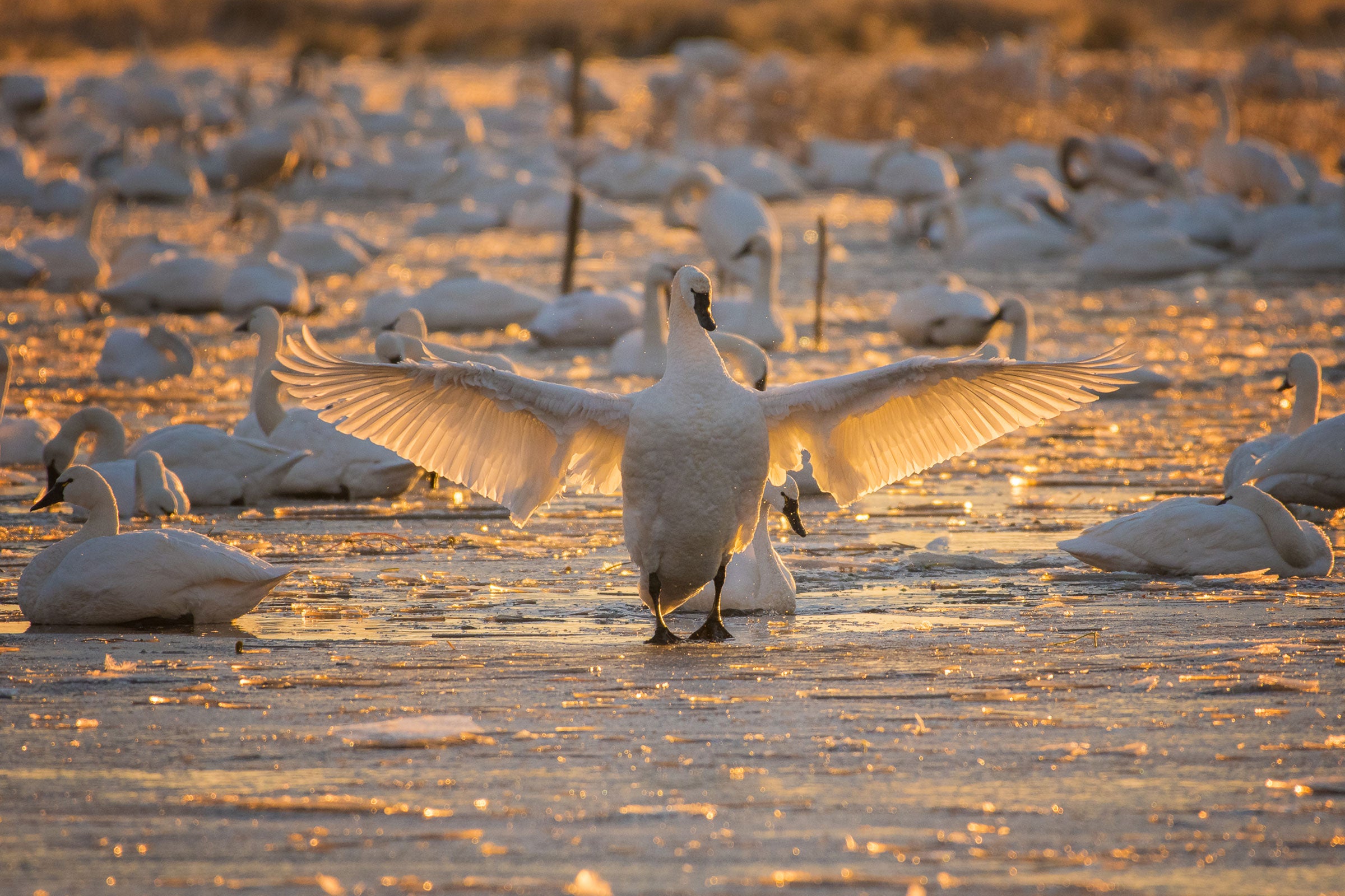 Tundra Swan. 
