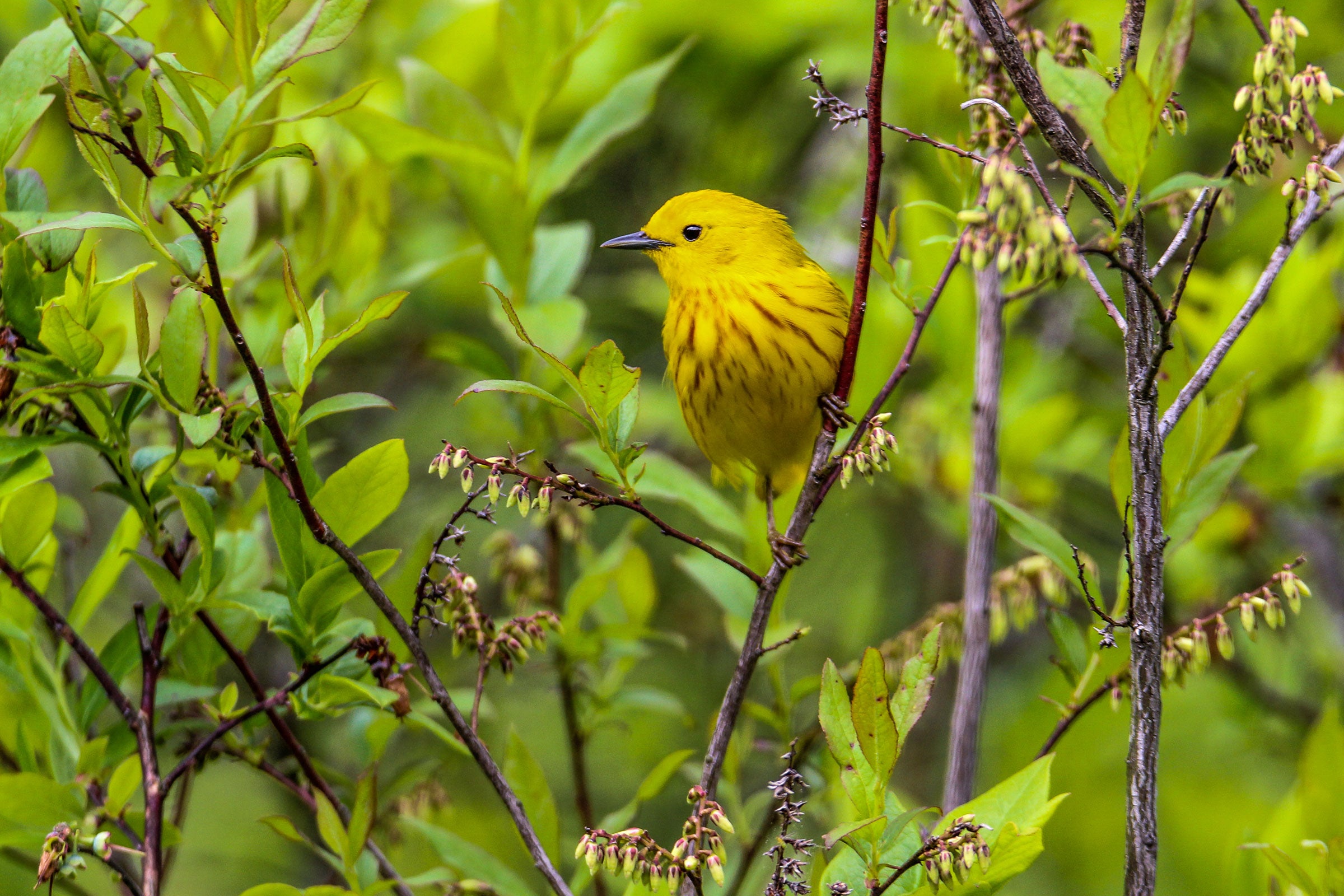 Six EyeCatching Warblers That Deserve Your Attention Audubon