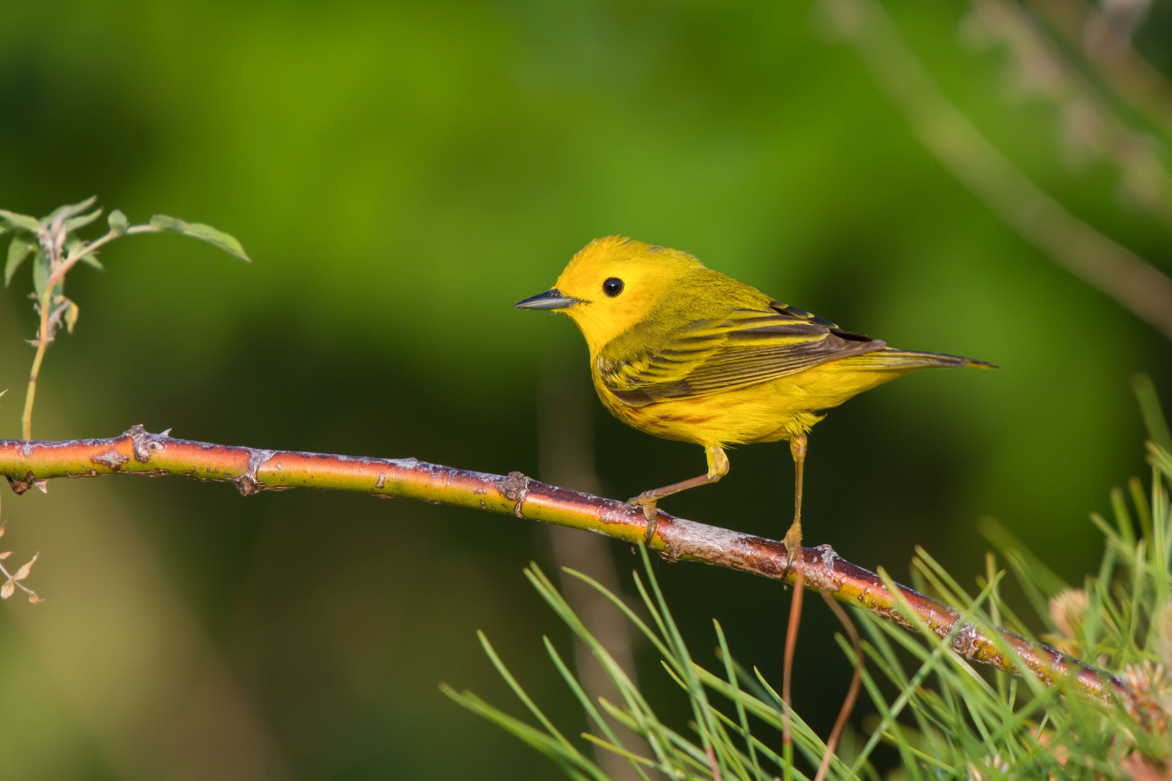 Yellow Warbler. Jesse Gordon/̽����ѡ Photography Awards