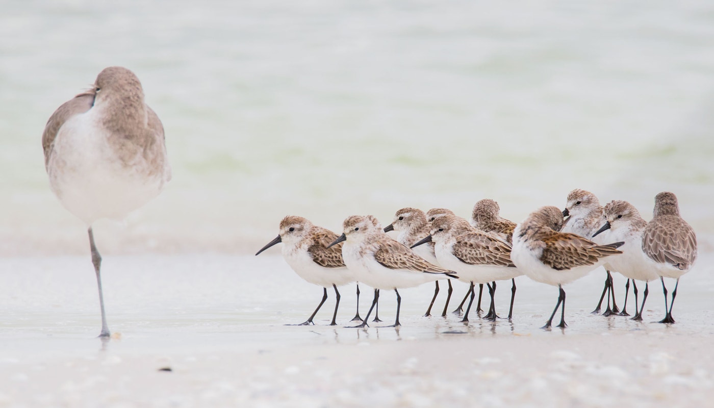 Summer’s Not Over Yet, and Neither Is Shorebird Season | Audubon