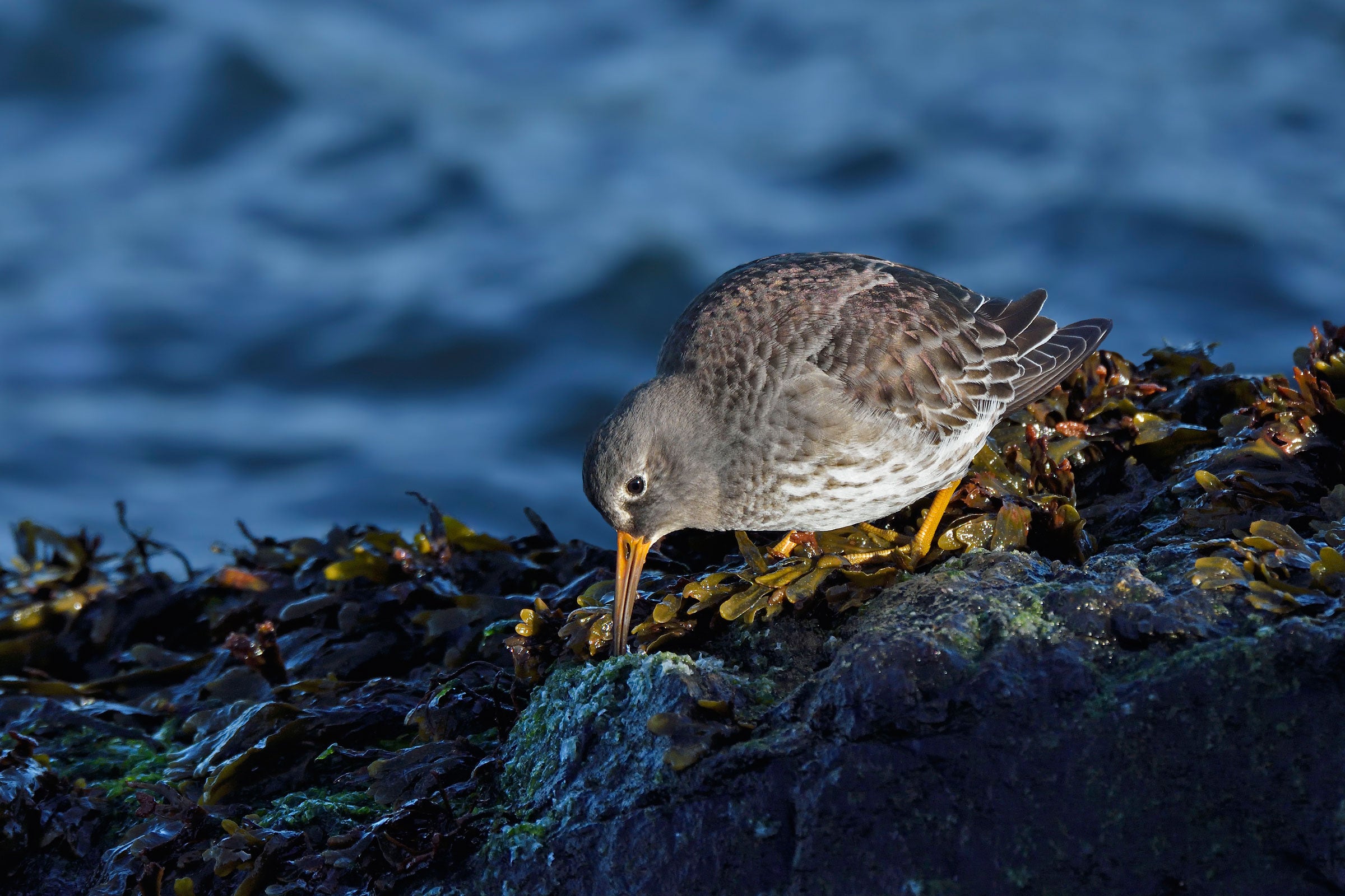 Purple Sandpipers are a prized species on the East Coast. They mostly migrate late in fall, showing up on rocky shorelines in November and staying through the winter. Bill Dix/Audubon Photography Awards