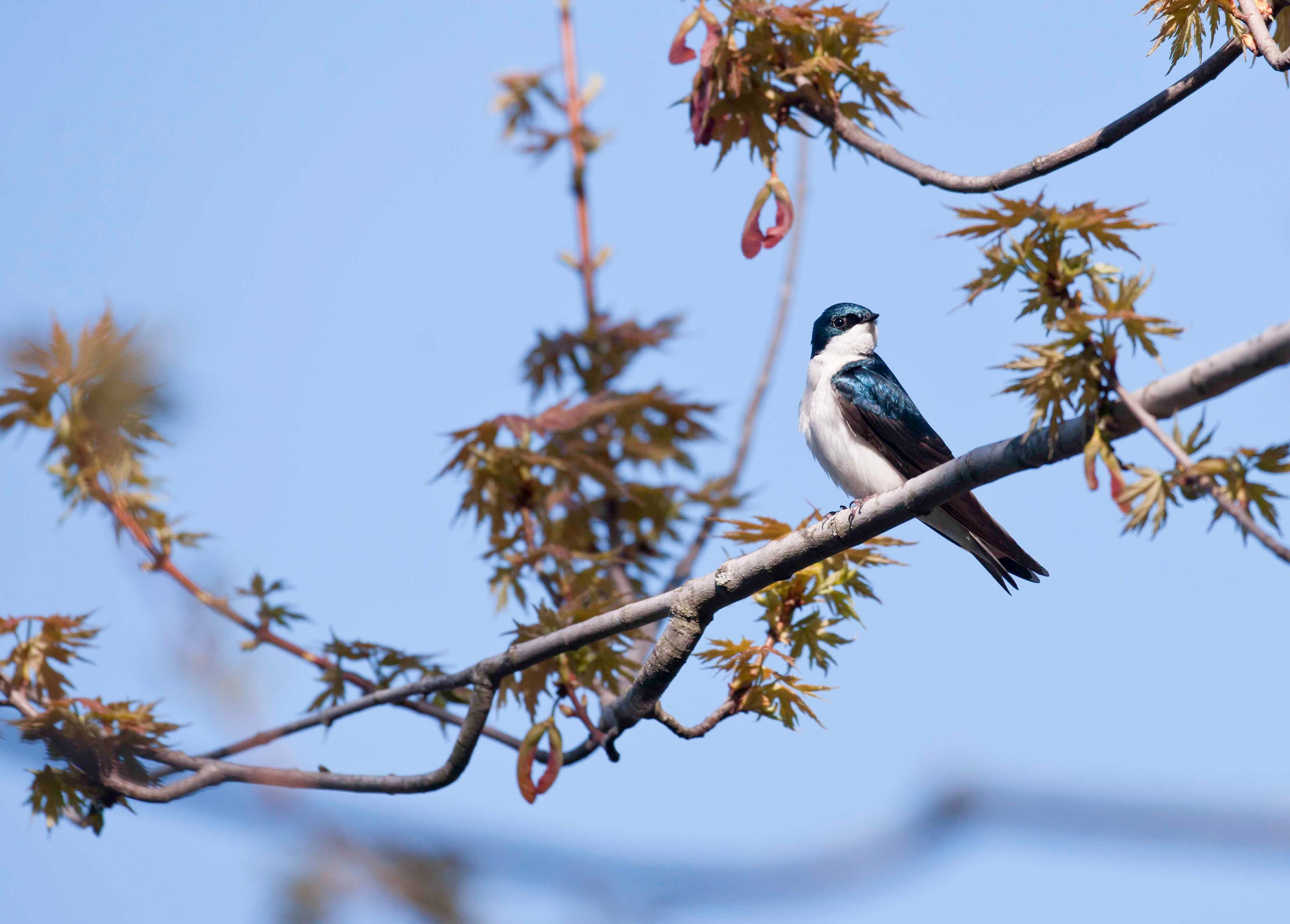 Tree Swallow. David Glatz/���Ĵ�ý Photography Awards