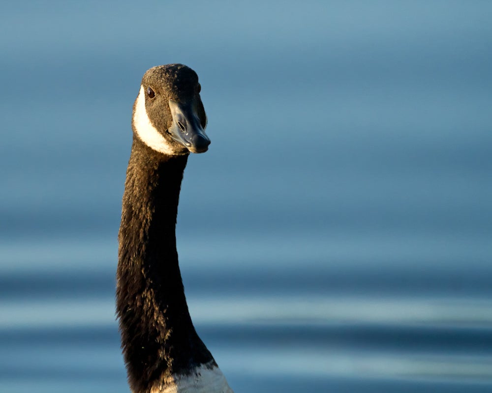 "Any old goose from Canada is a Canadian goose, while I am a distinguished Canada Goose." Anna Flynn/Audubon Photography Awards