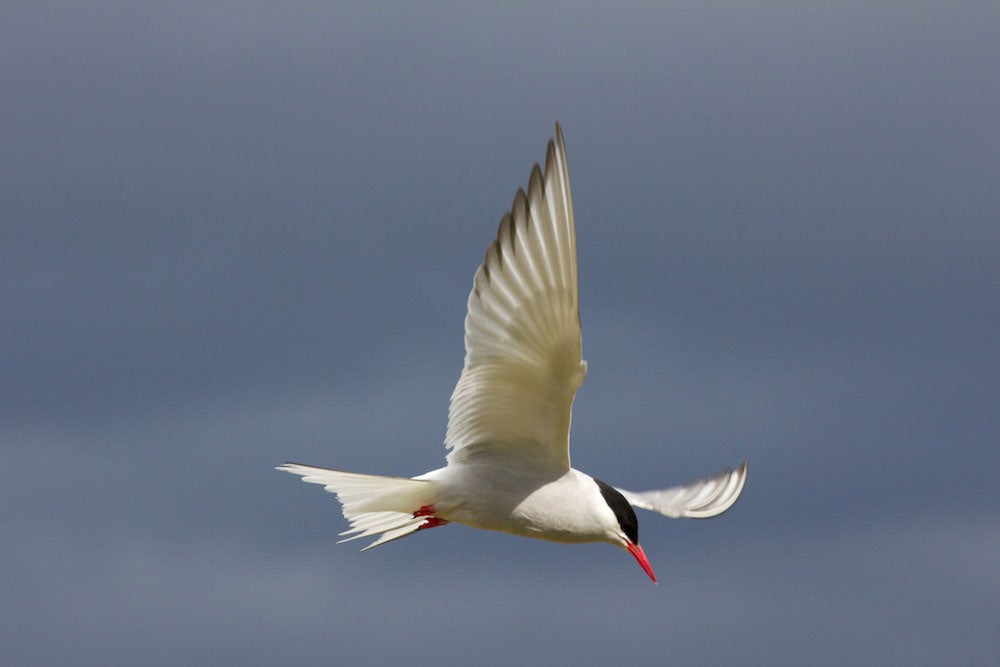 Arctic Tern. Judith Wilson/Audubon Photography Awards