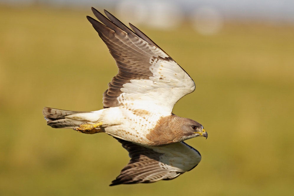 Swainson's Hawk. Mark Williams/Audubon Photography Awards
