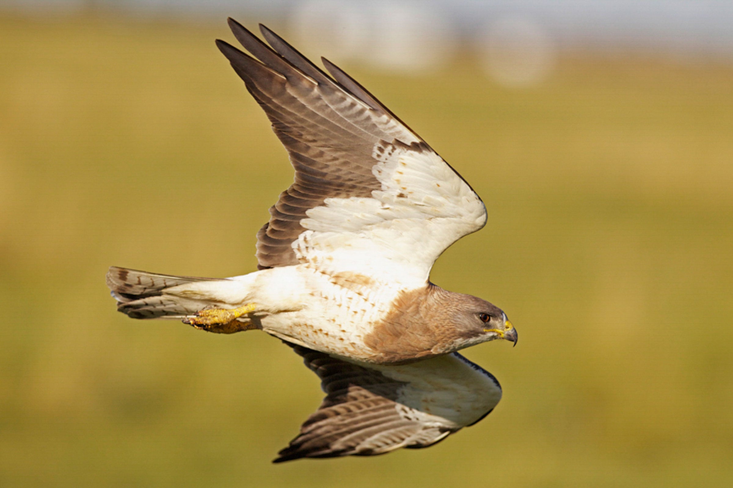 Swainson's Hawk. Mark Williams/̽����ѡ Photography Awards
