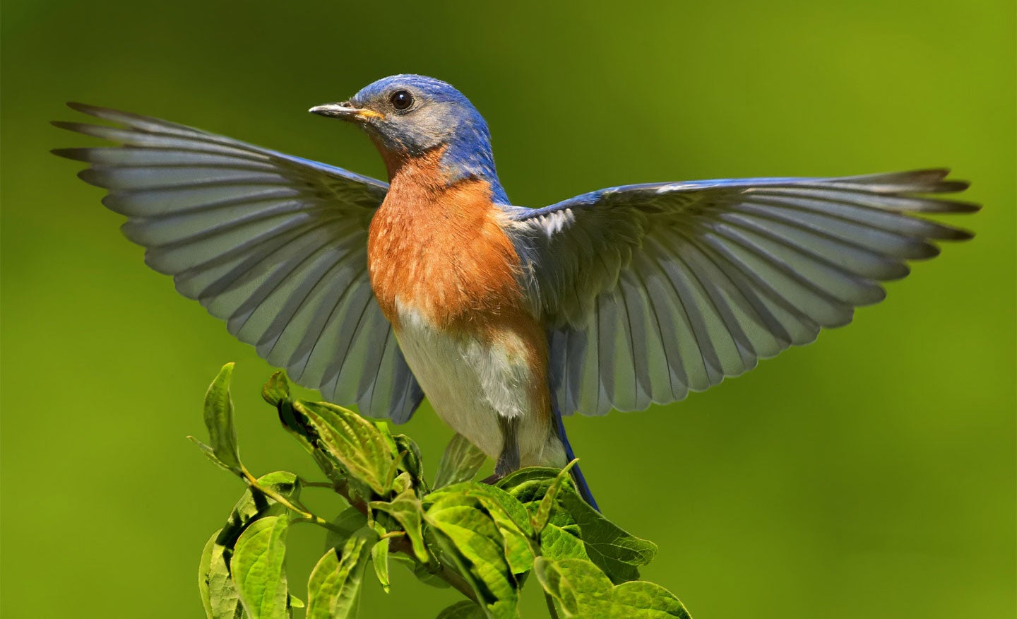 Eastern Bluebird. Jim Chagares/Audubon Photography Awards