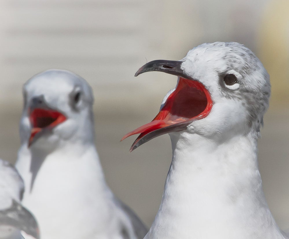 Laughing Gulls cackle at your pedantry! Philip Sidran/Audubon Photography Awards