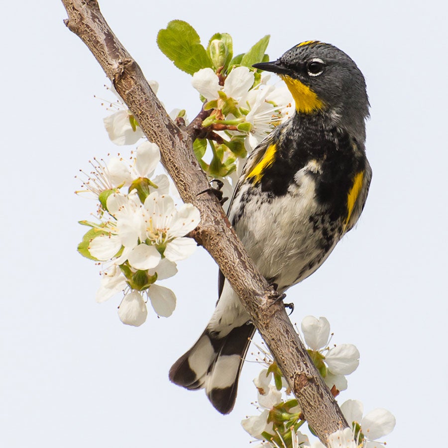 Yellow-rumped Warbler, Audubon's type. Heather Roskelley/Audubon Photography Awards