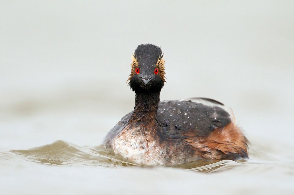 Eared Grebe. Melissa Groo/Audubon Photography Awards